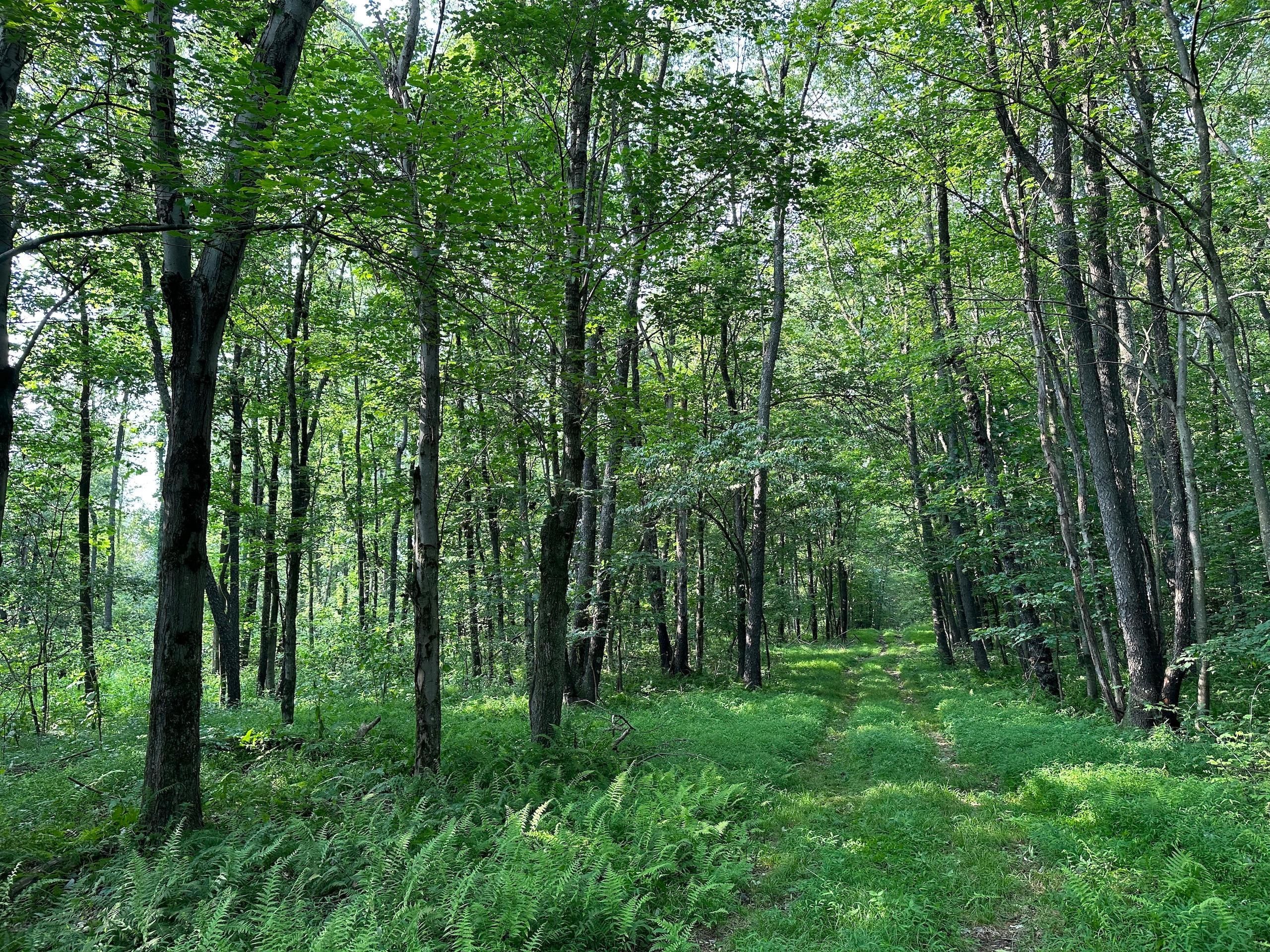 Creekside, Indiana County, PA Recreational Property, Hunting Property