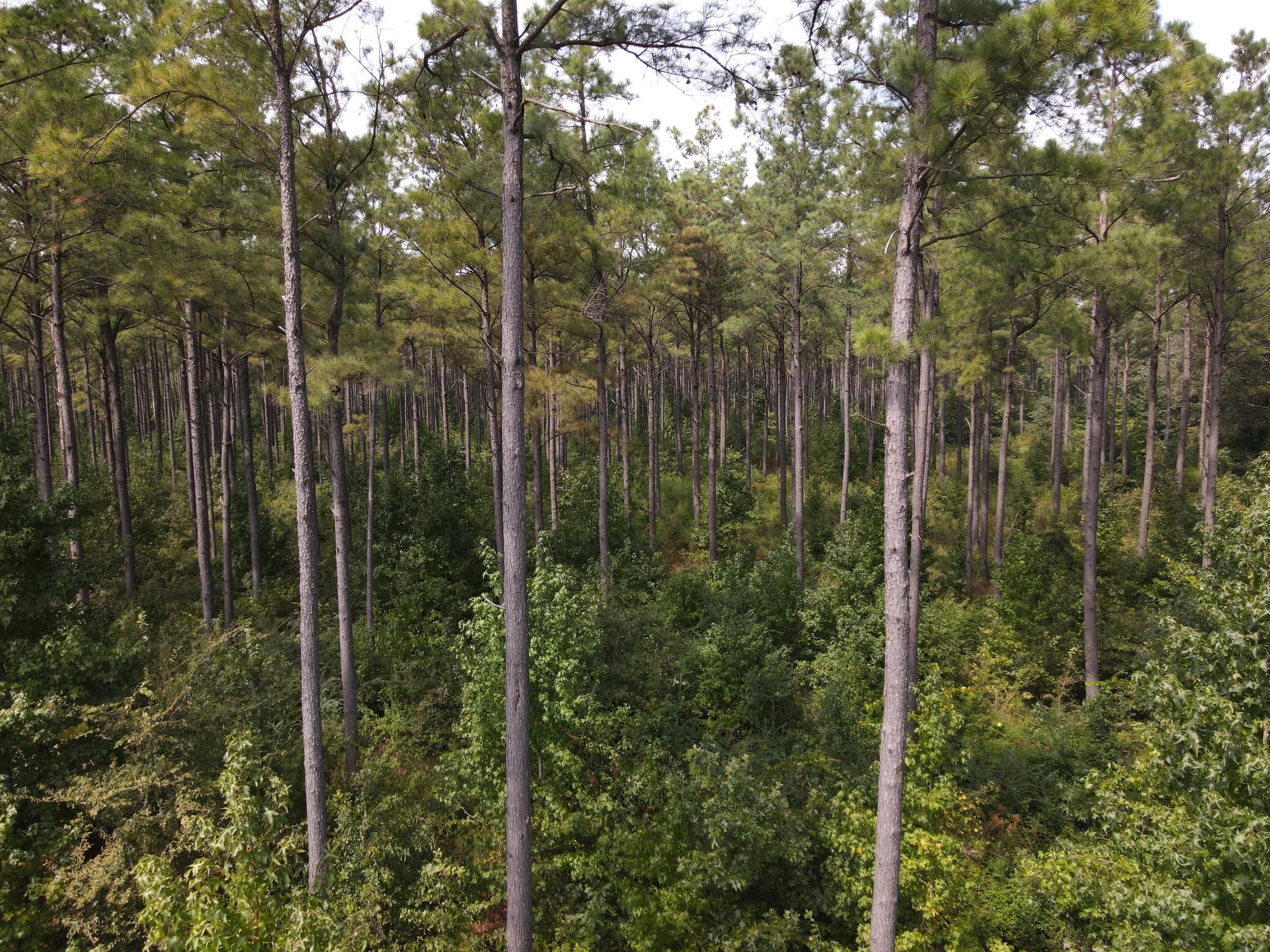 Hamburg, Ashley County, AR Recreational Property, Timberland Property, Hunting Property for sale