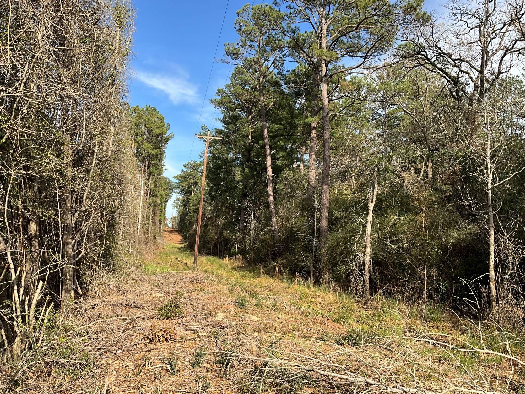 Centerville, Leon County, TX Timberland Property, Undeveloped Land for