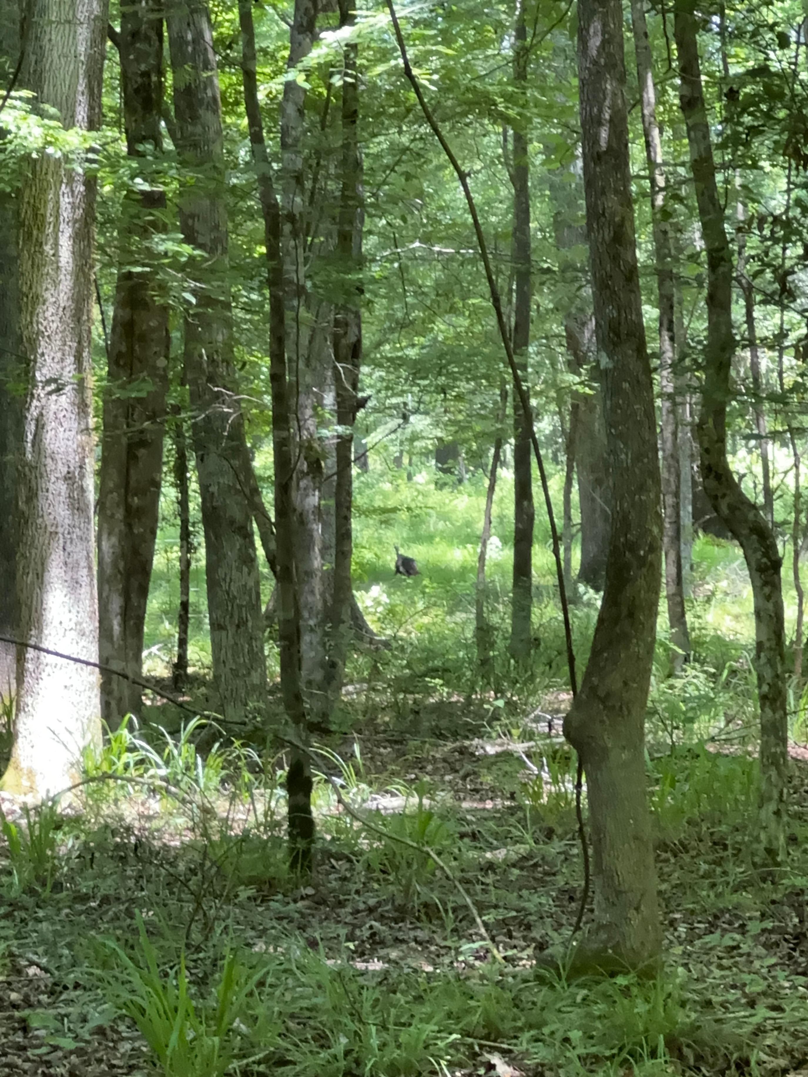 Eufaula, Barbour County, AL Recreational Property, Timberland Property