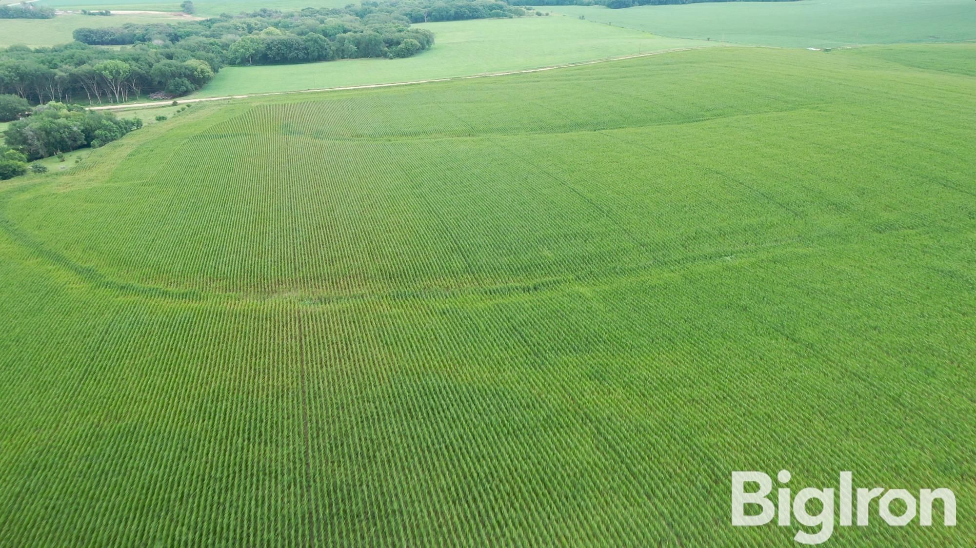 Genoa, Nance County, NE Farms and Ranches, Undeveloped Land for auction Property ID 417766437