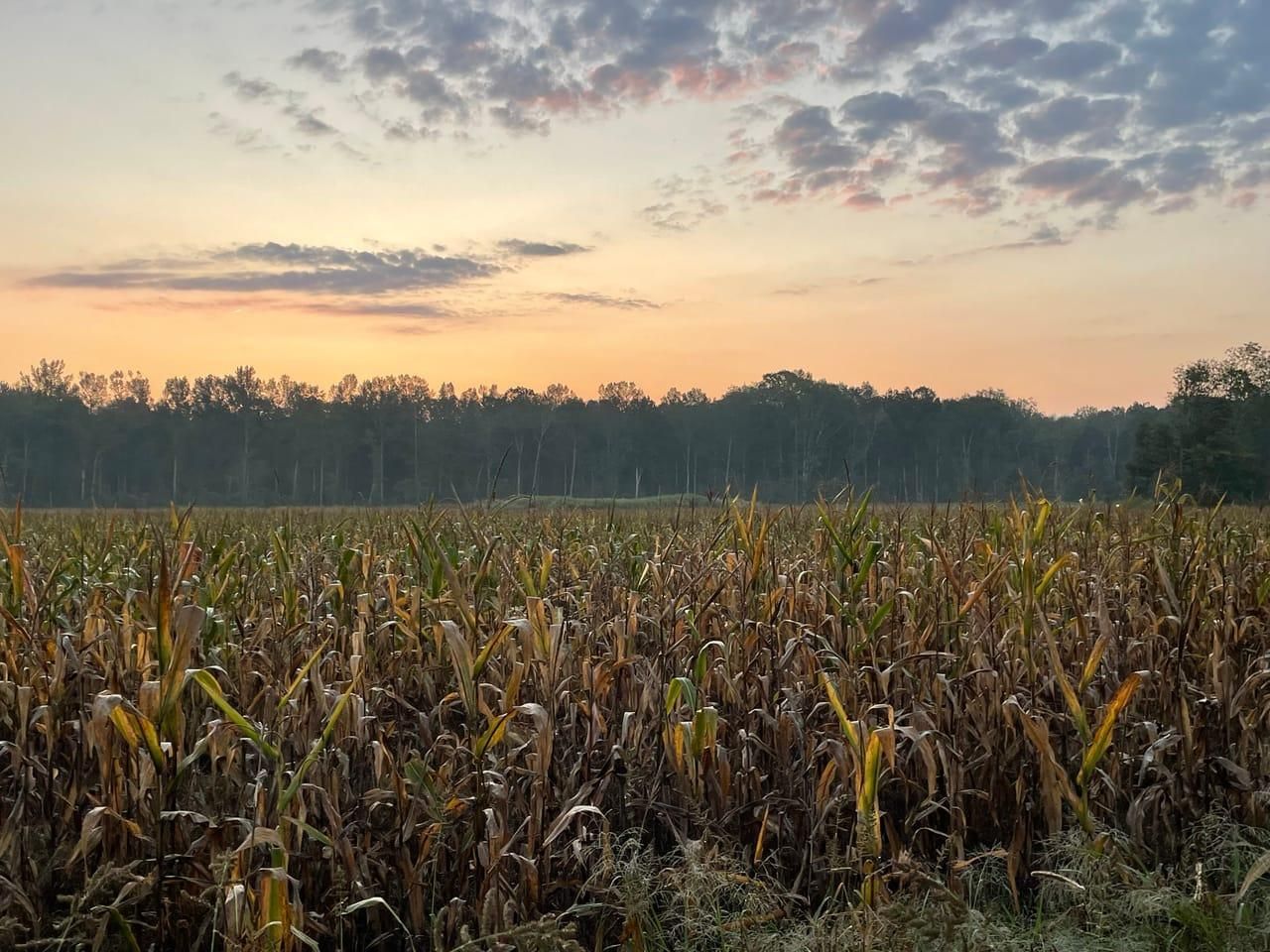 50 acres in Stevenson, AL, 35772 | LandWatch