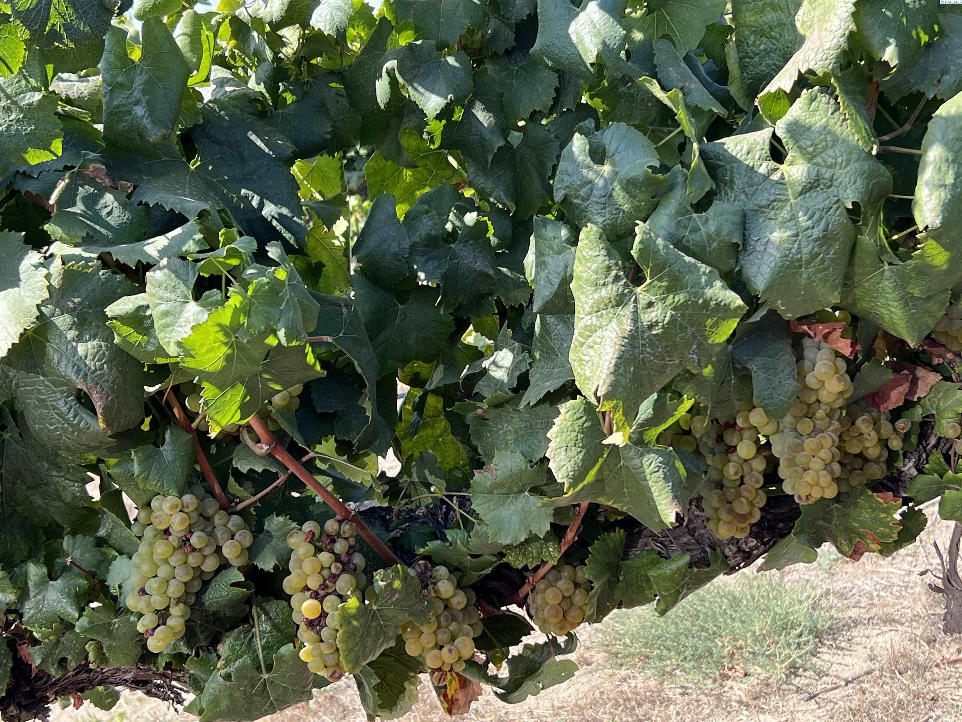 Tbd KING TULL, Prosser, WA 99350 MLS 267454 LandWatch