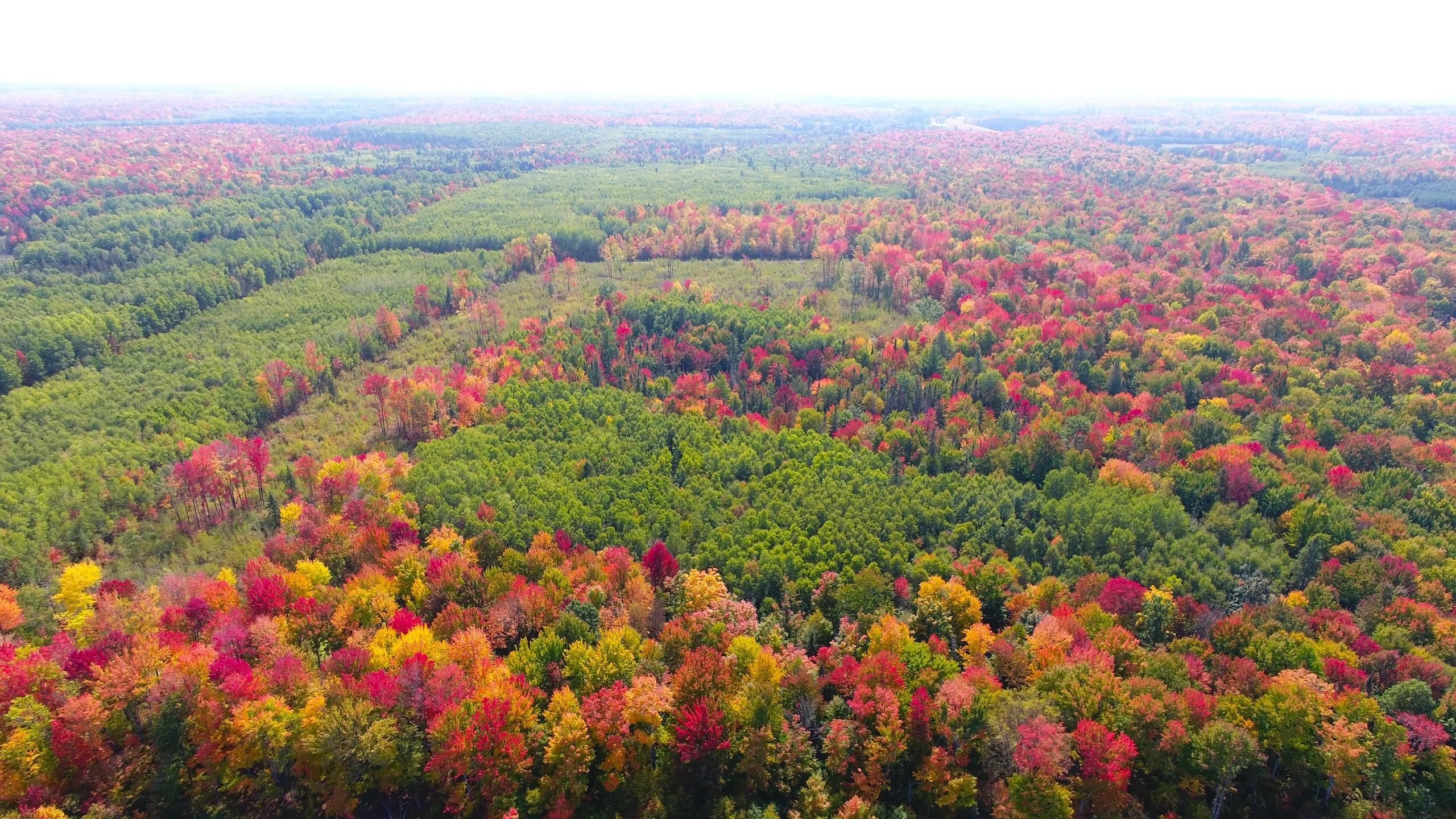 Gleason, Langlade County, WI Recreational Property, Timberland Property