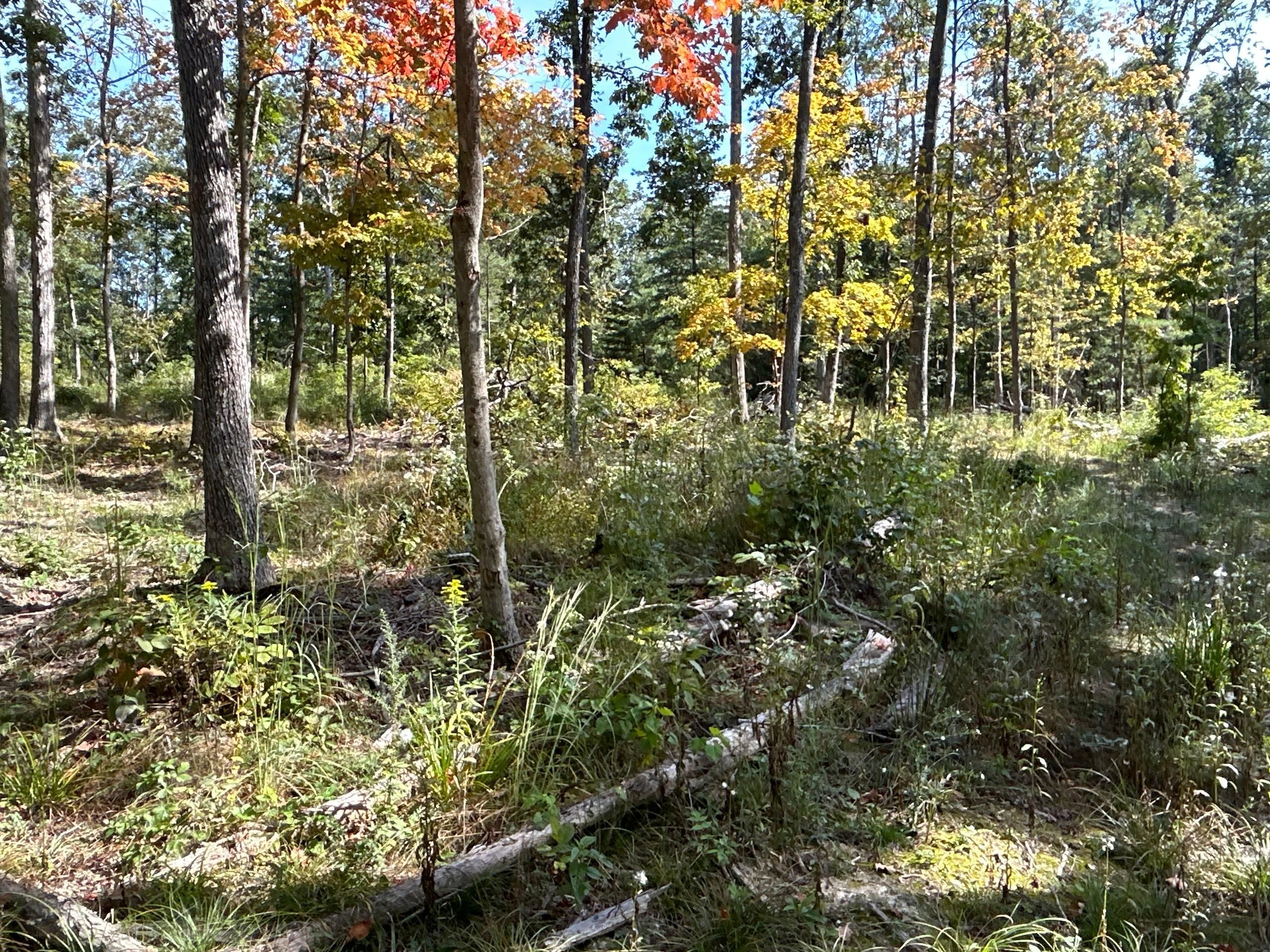 Seaman, Adams County, OH Recreational Property, Timberland Property for