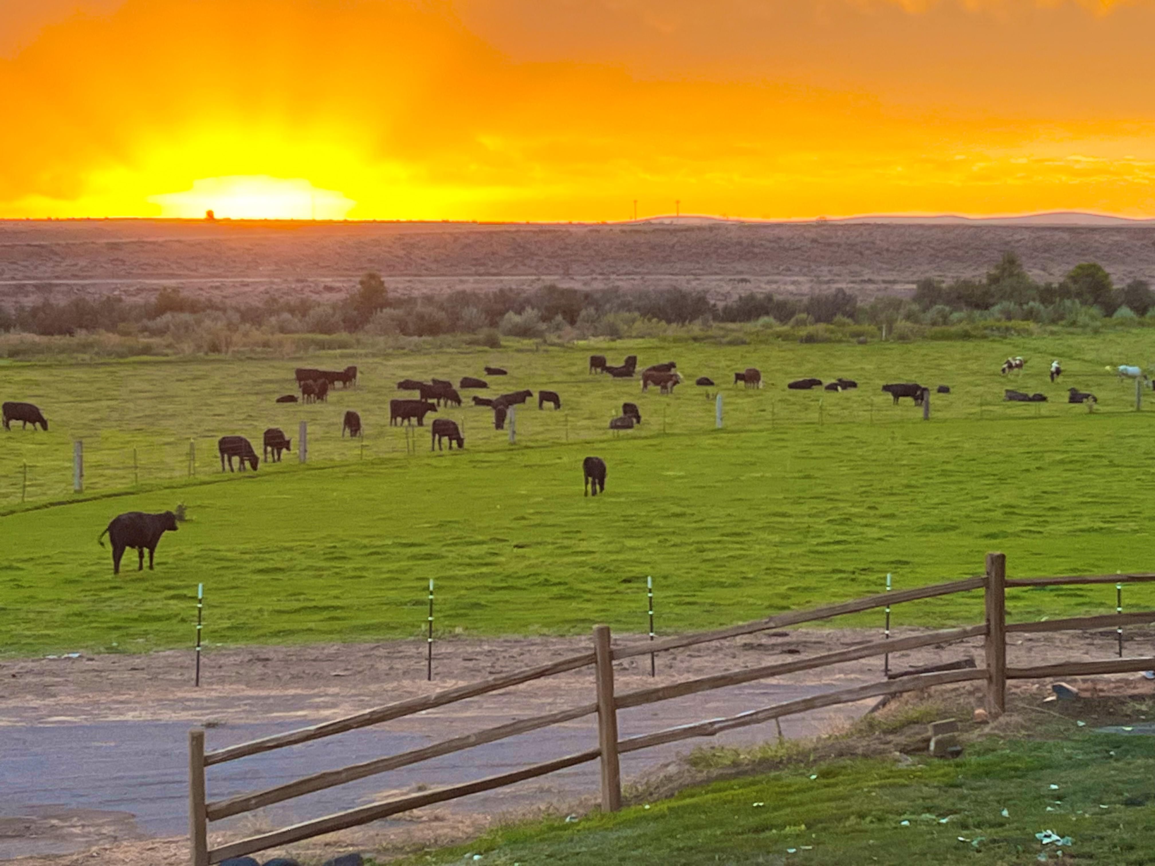 King Hill, Elmore County, ID Farms and Ranches, Riverfront Property