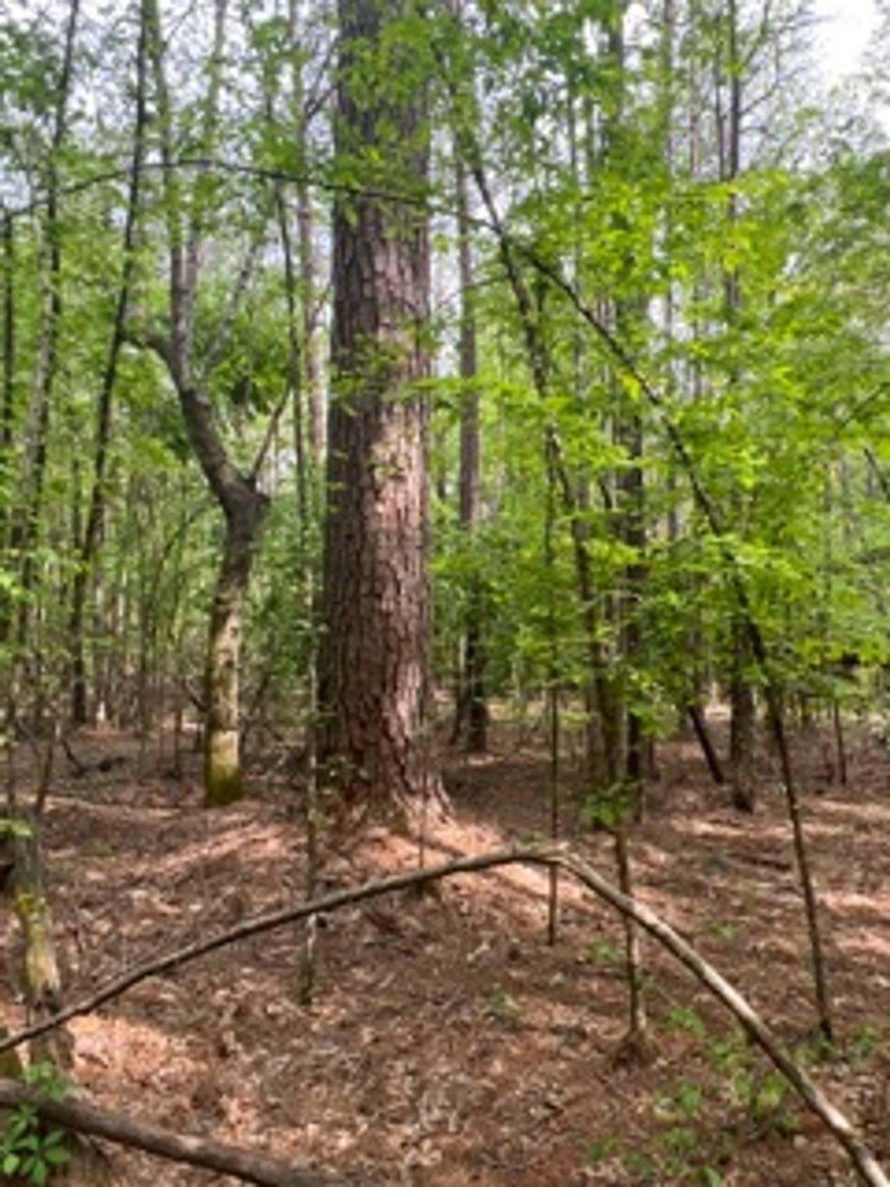 Rison, Cleveland County, AR Recreational Property, Timberland Property