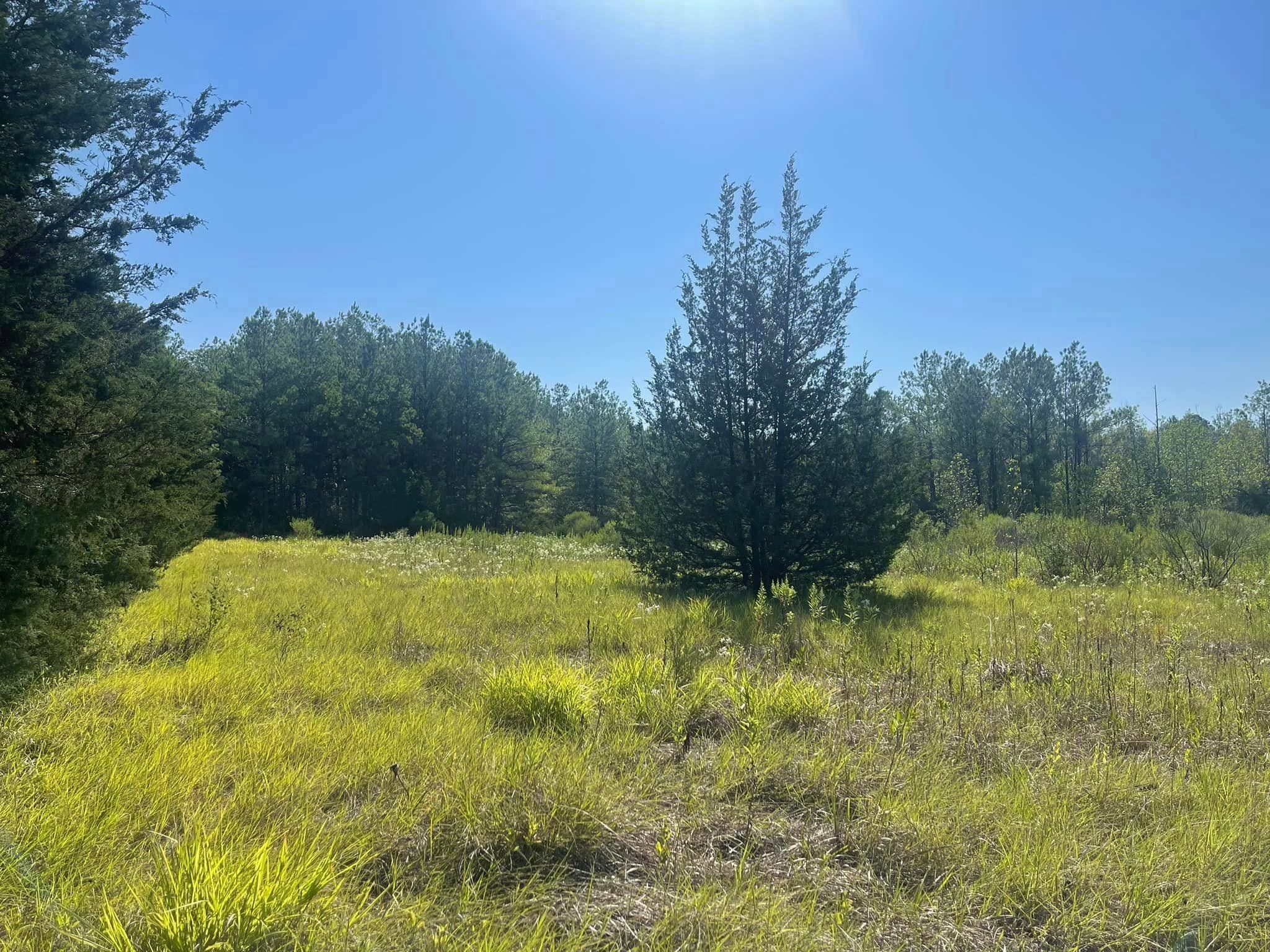 Chester, Tyler County, TX Recreational Property, Hunting Property for
