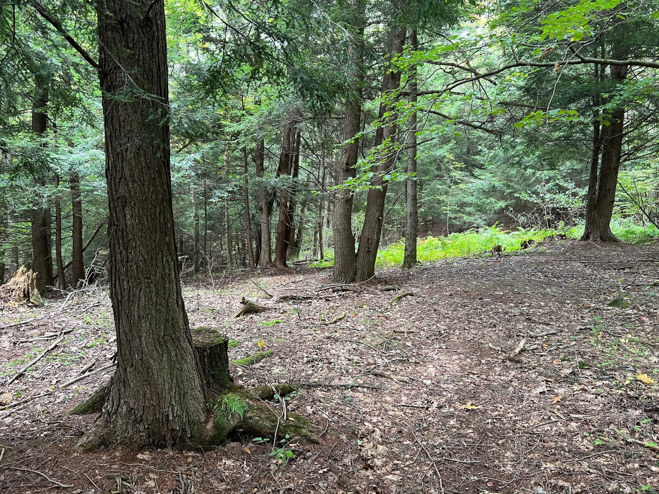 Spartansburg, Crawford County, PA Recreational Property, Timberland