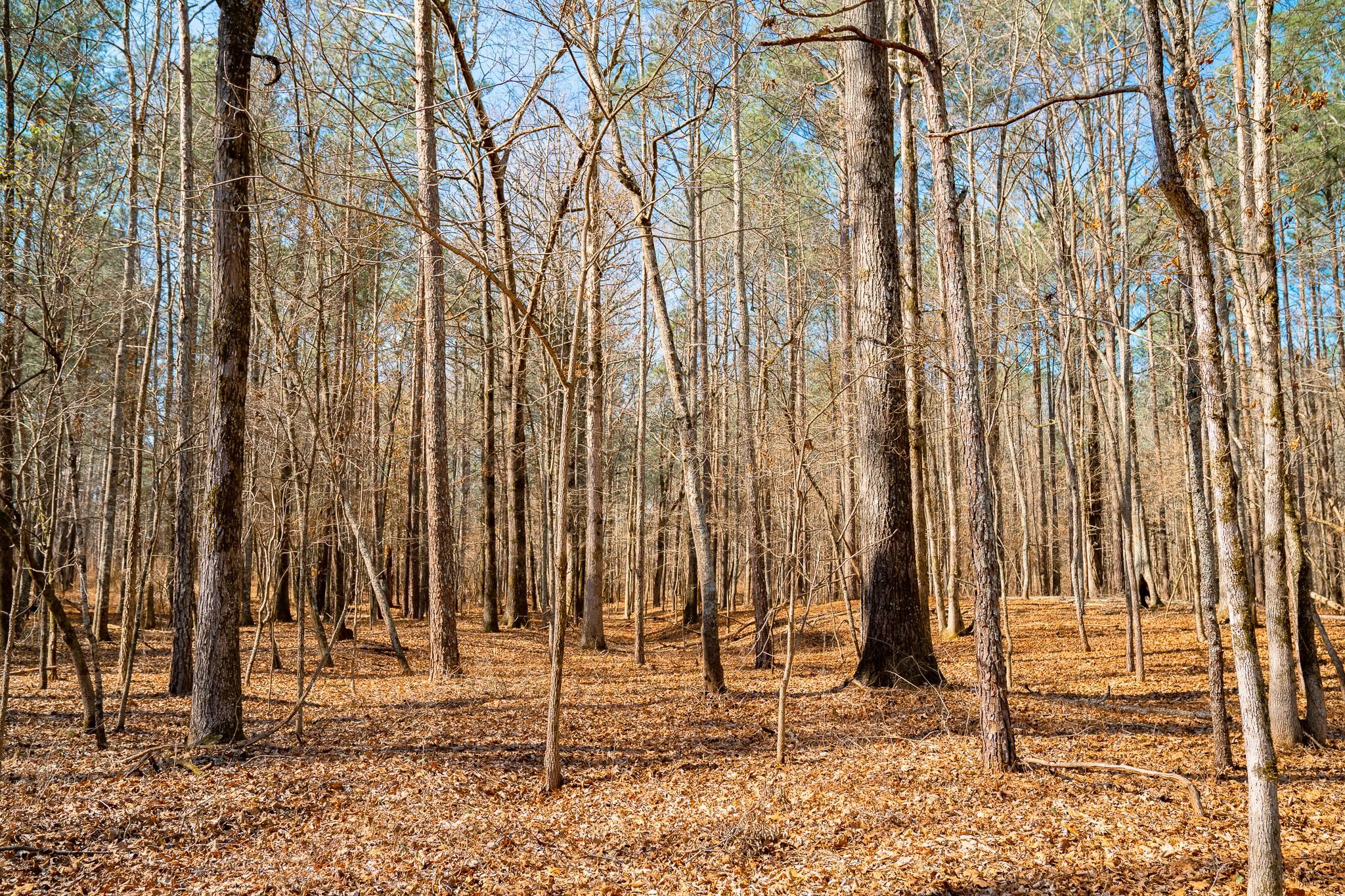 Rutledge, County, GA Recreational Property, Timberland Property