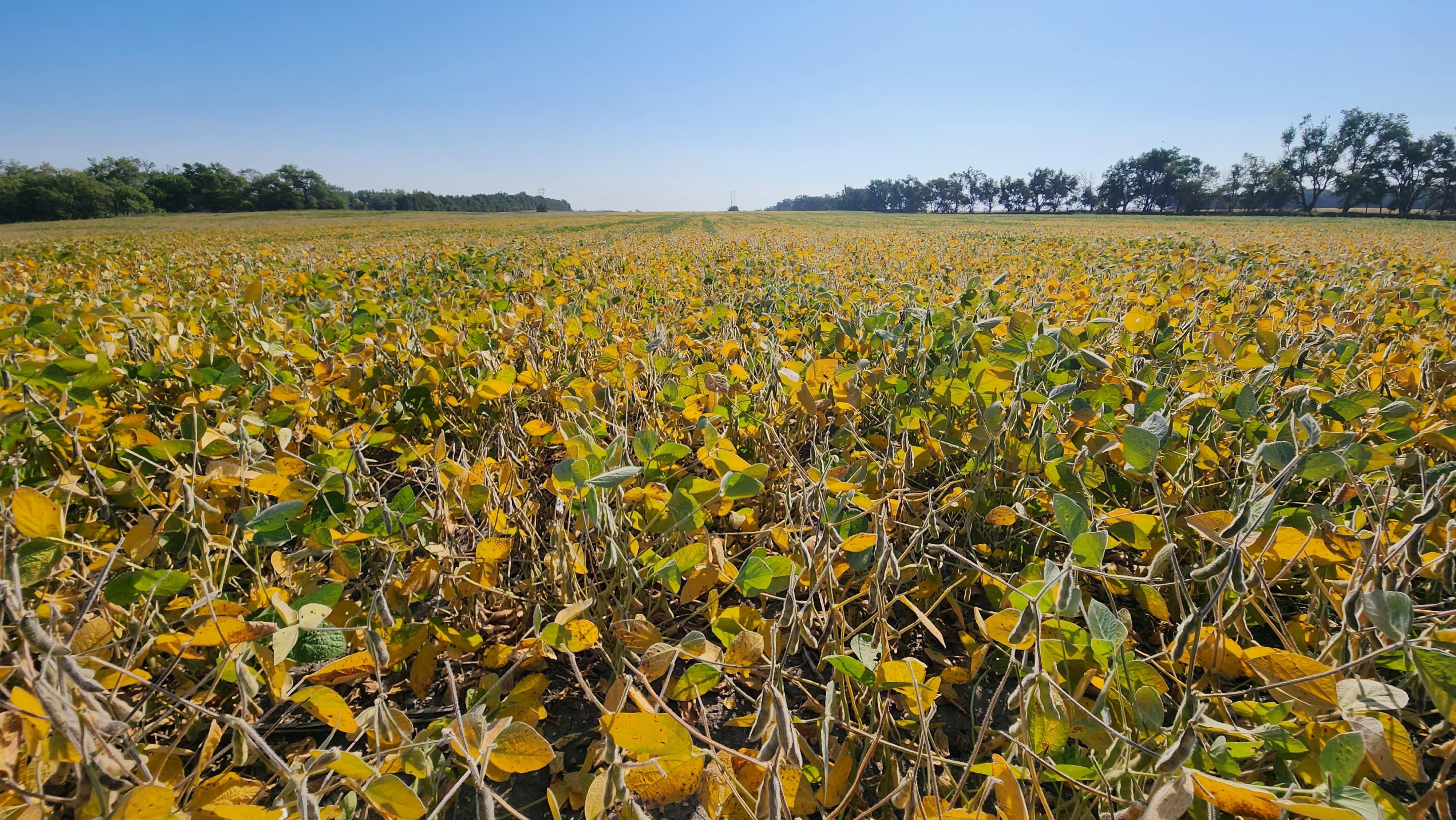 Veblen, Marshall County, SD Farms and Ranches, Undeveloped Land