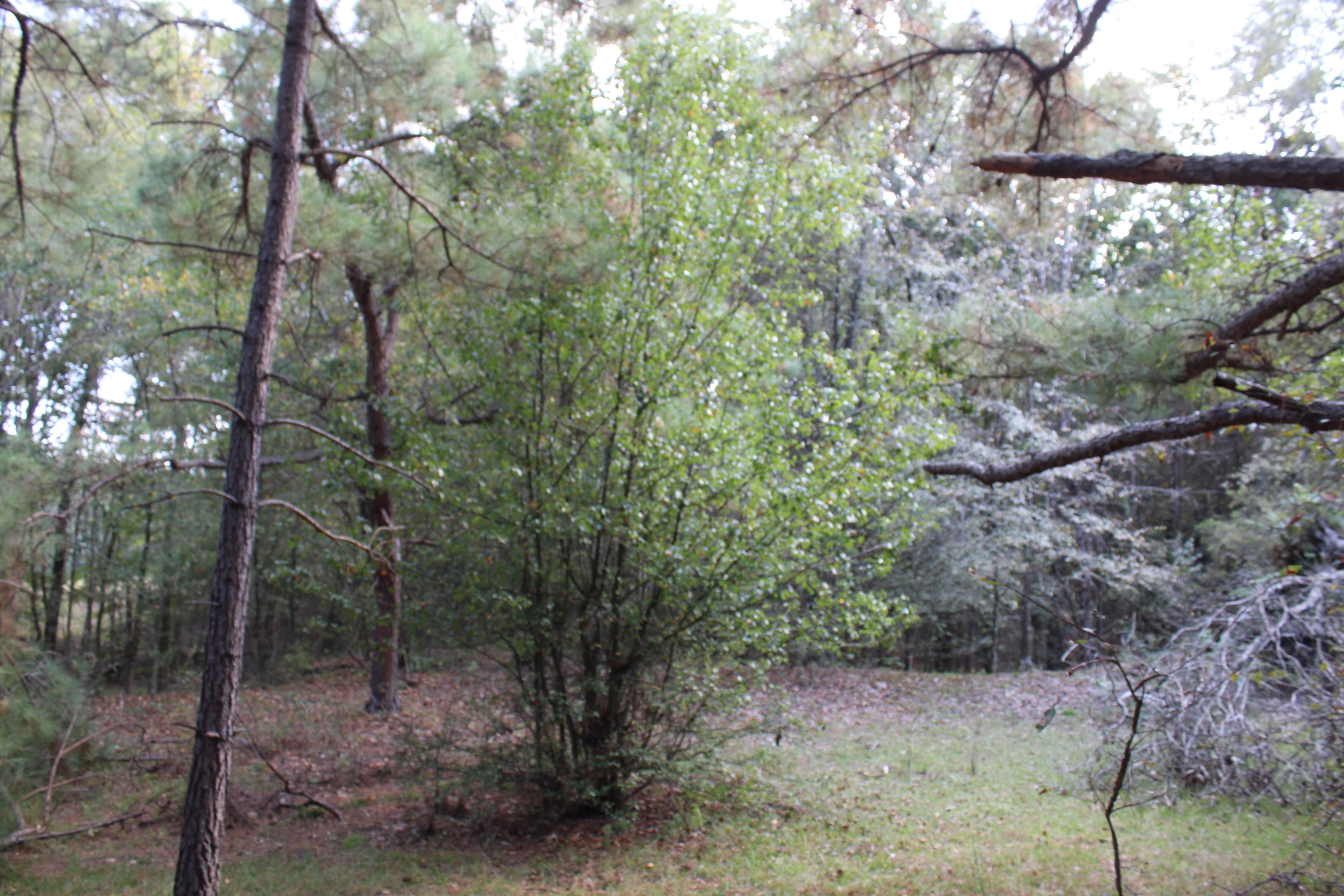 Red Banks, Marshall County, MS Recreational Property, Hunting Property