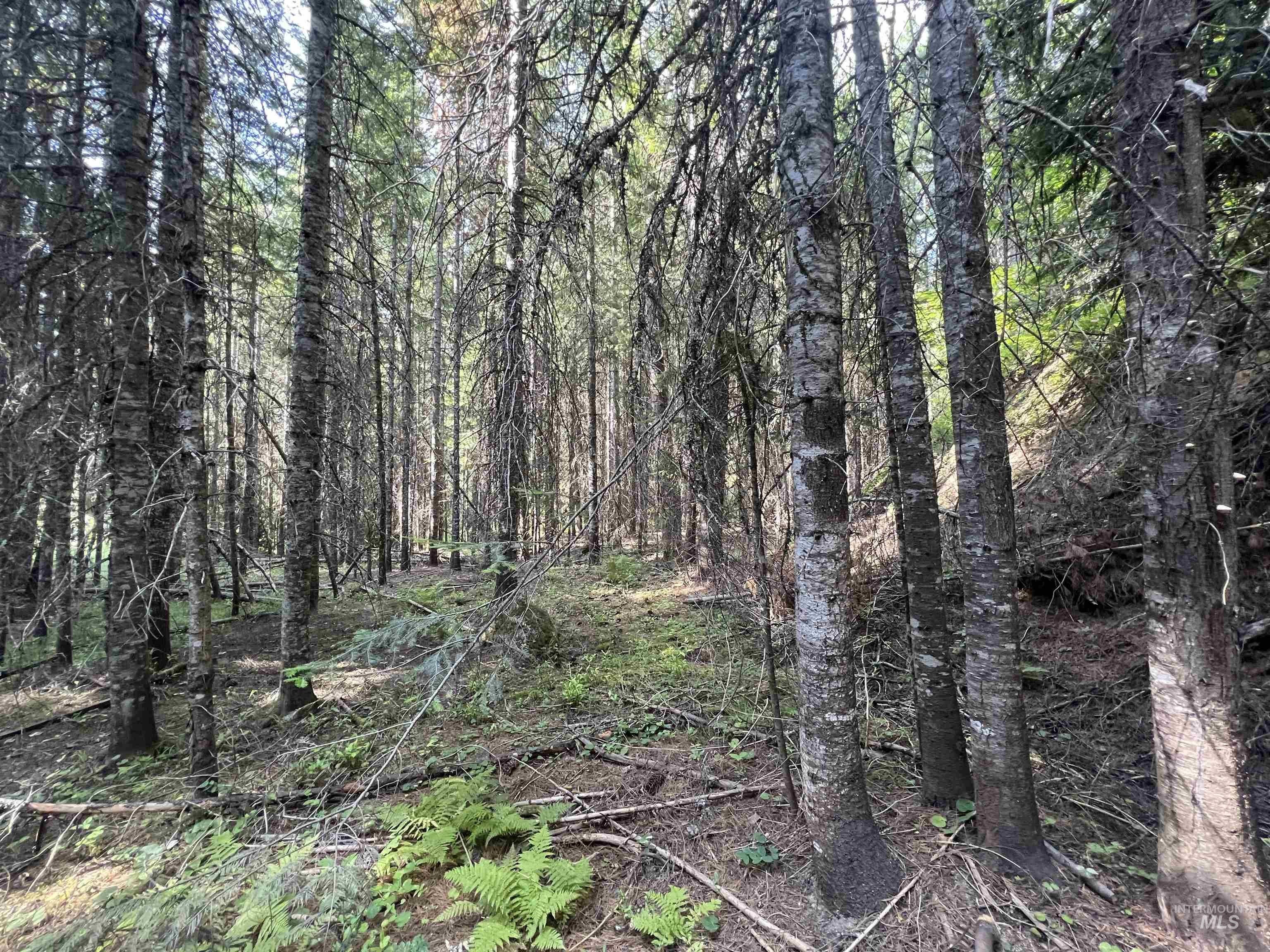 Elk River, Clearwater County, ID Undeveloped Land, Homesites for sale