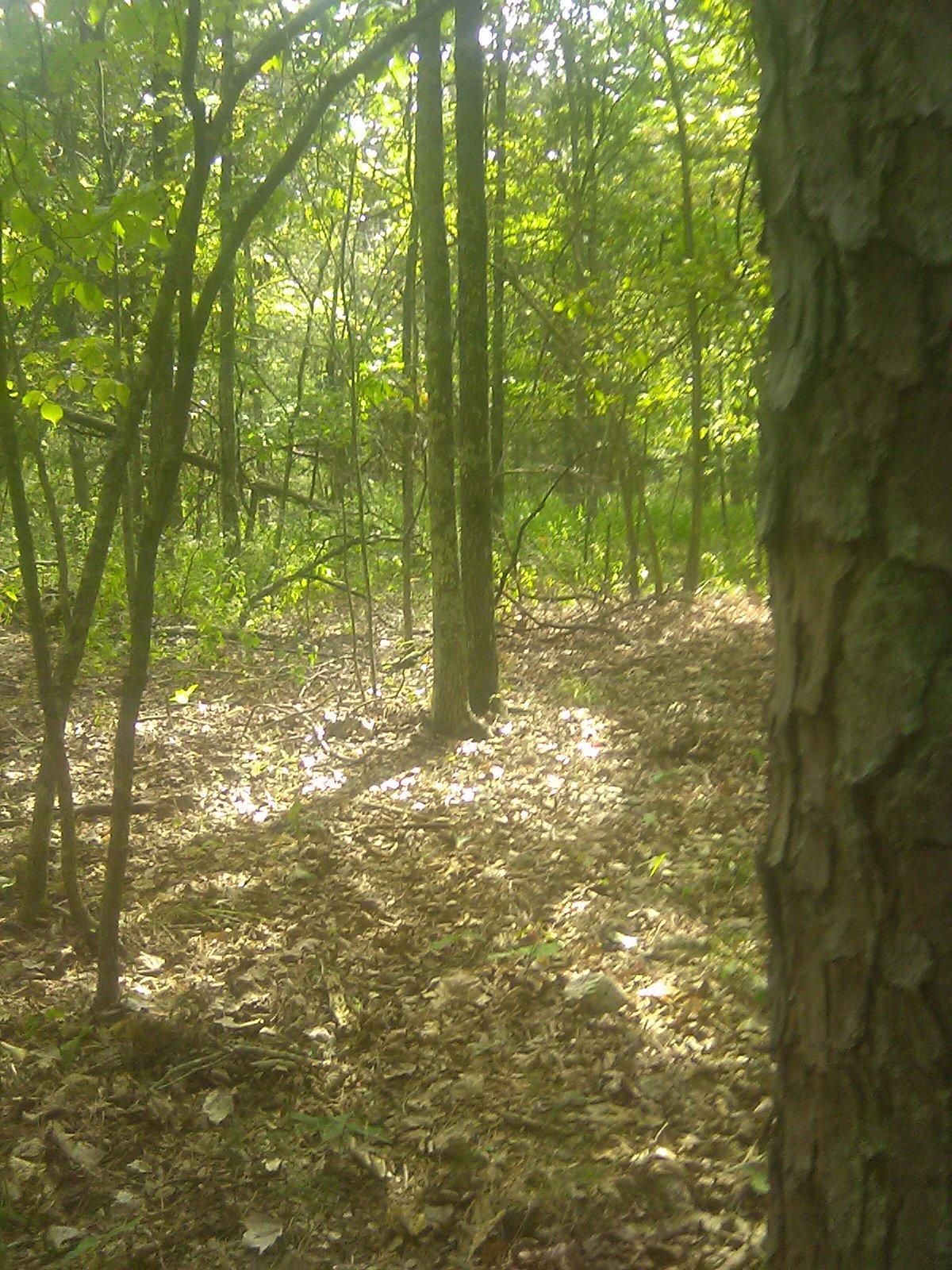 Birch Tree, Shannon County, MO Timberland Property, Undeveloped Land