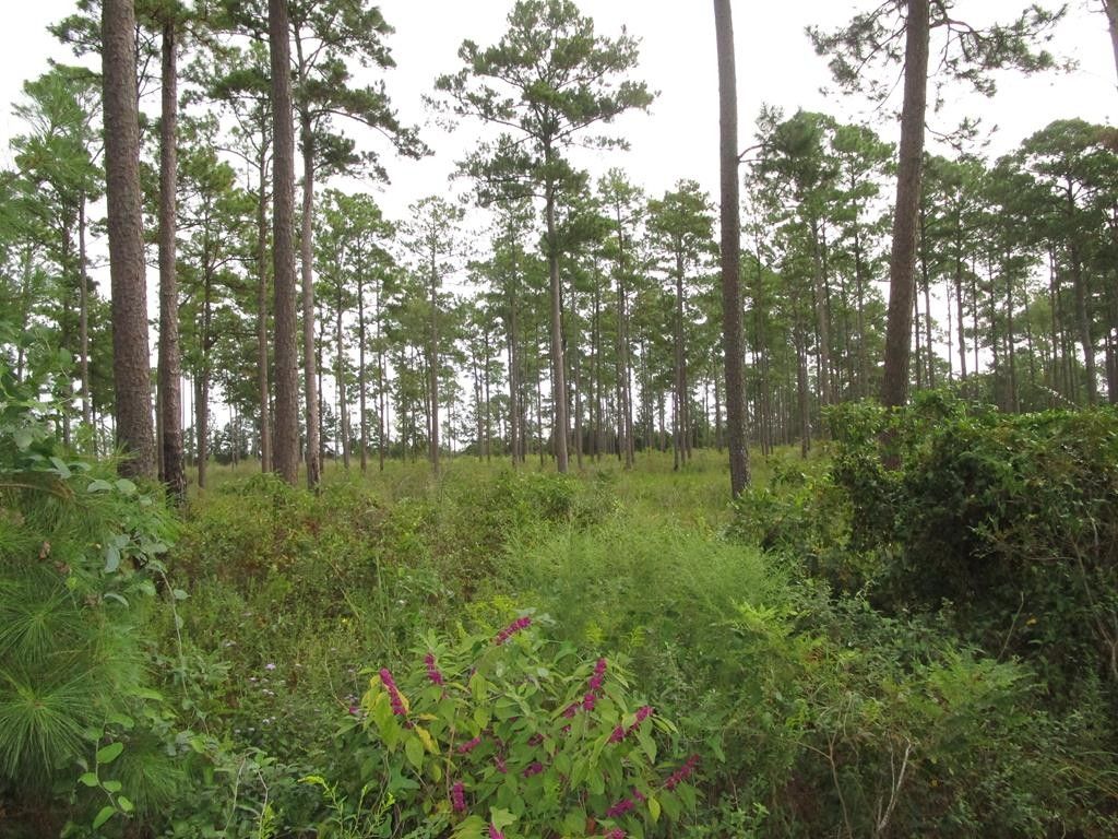 Whigham, Grady County, GA Undeveloped Land for sale Property ID 417823960 LandWatch