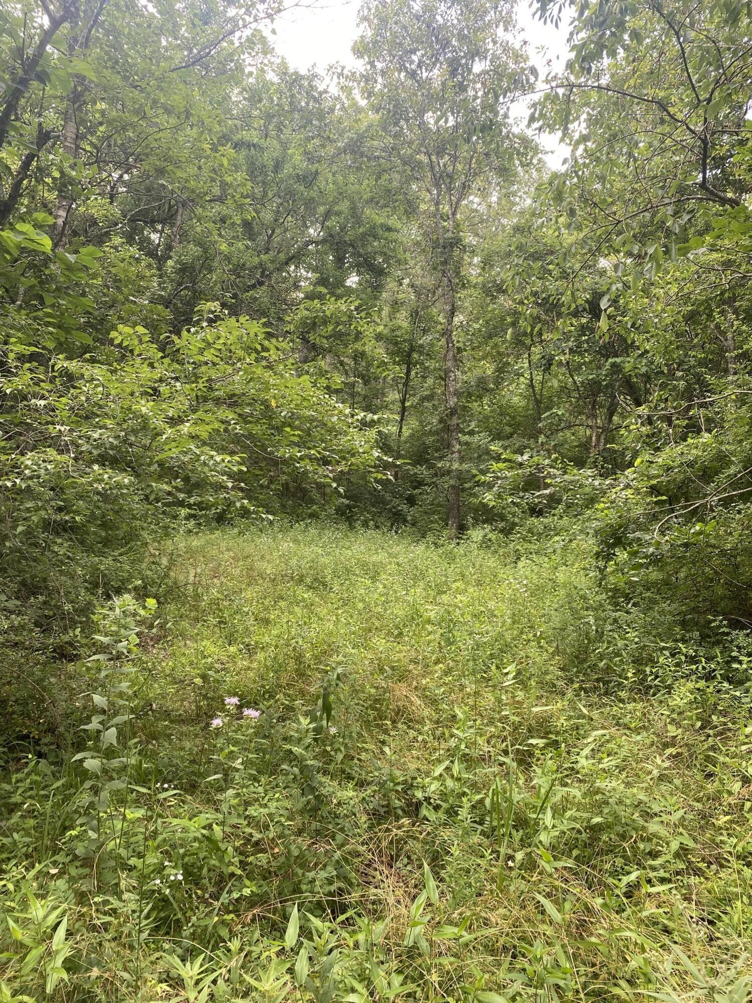 Marshfield, ster County, MO Undeveloped Land for sale Property ID