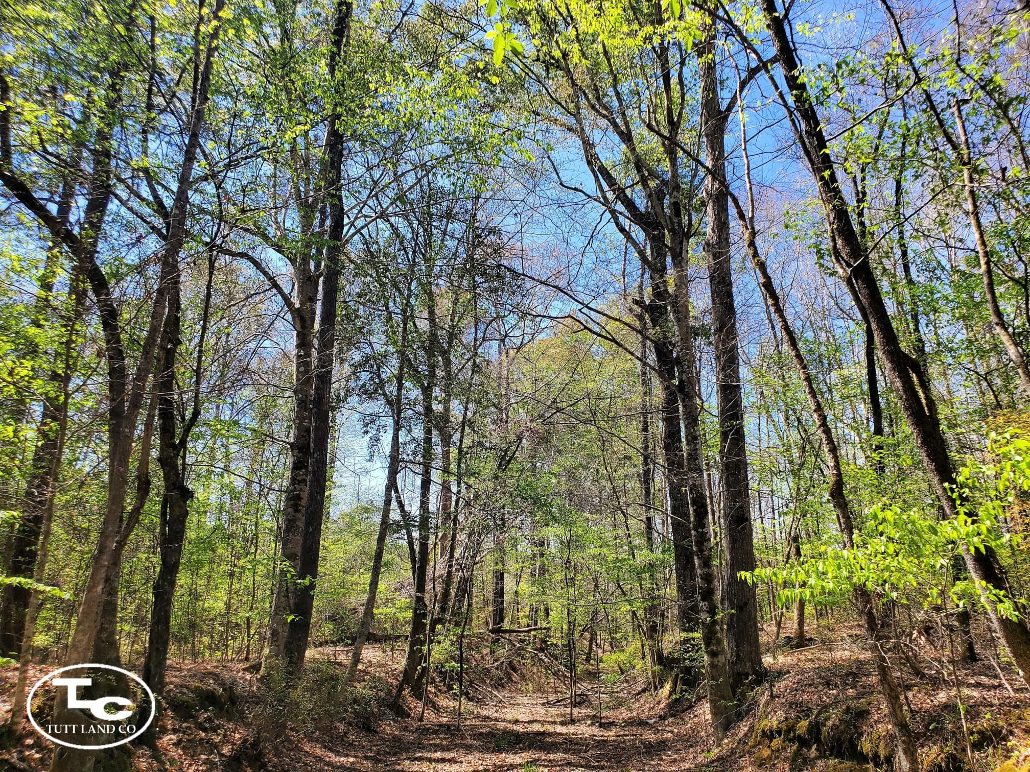 130 acres in Pine Hill, AL, 36769 LandWatch