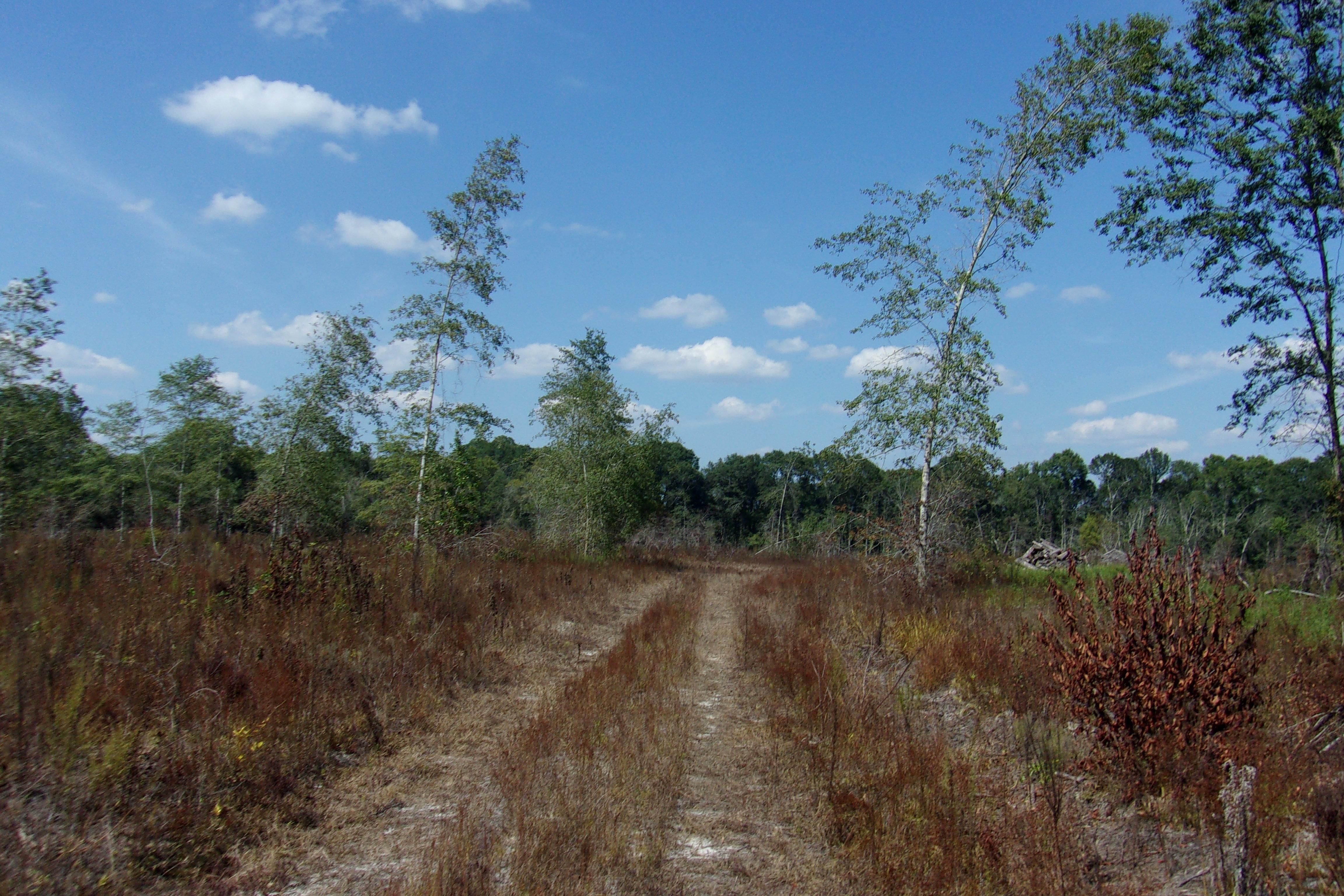 Abbeville, Wilcox County, GA Recreational Property, Timberland Property, Hunting Property for