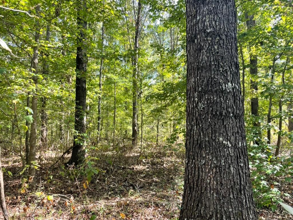 State Hwy 17, Pickens, MS 39146 MLS 4060414 LandWatch