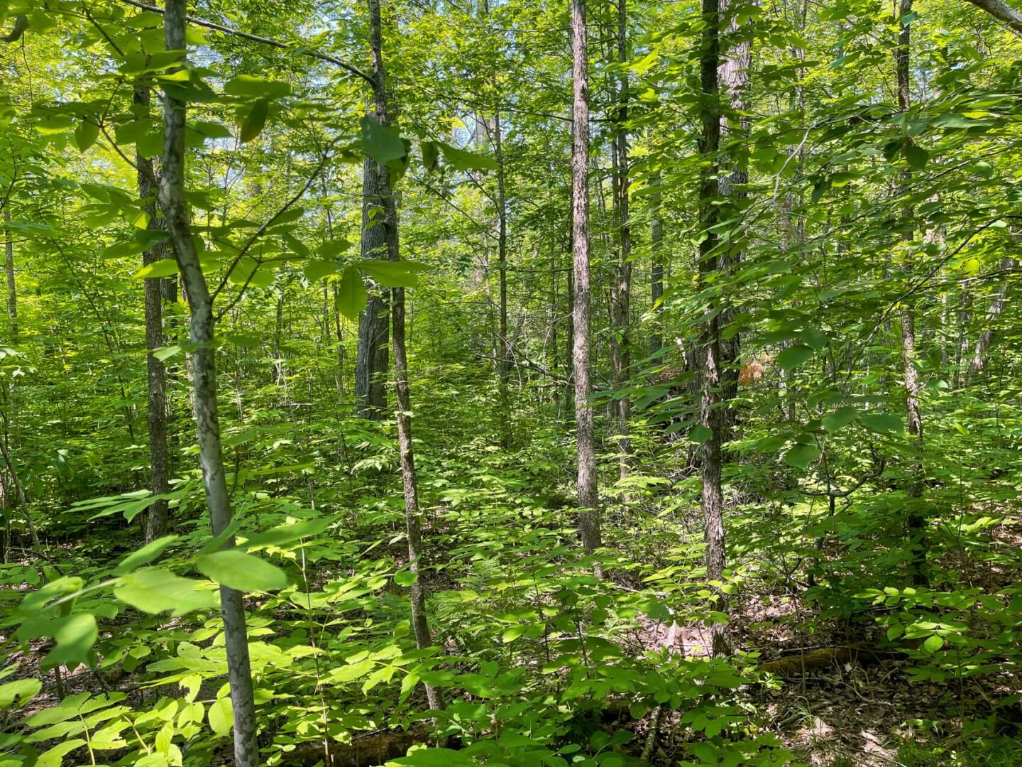 Brainerd, Crow Wing County, MN Recreational Property, Homesites for