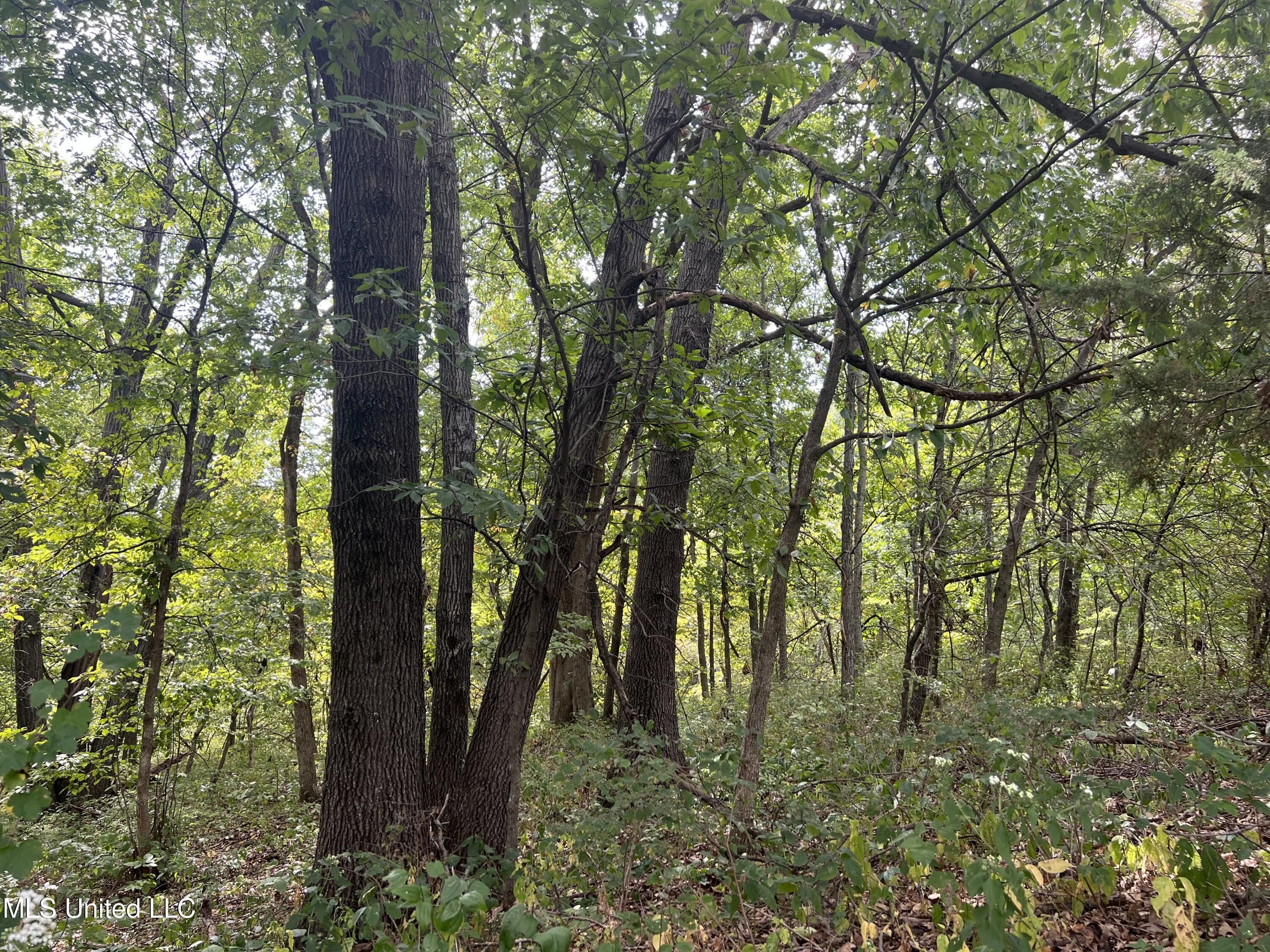 Camden, Madison County, MS Undeveloped Land for sale Property ID