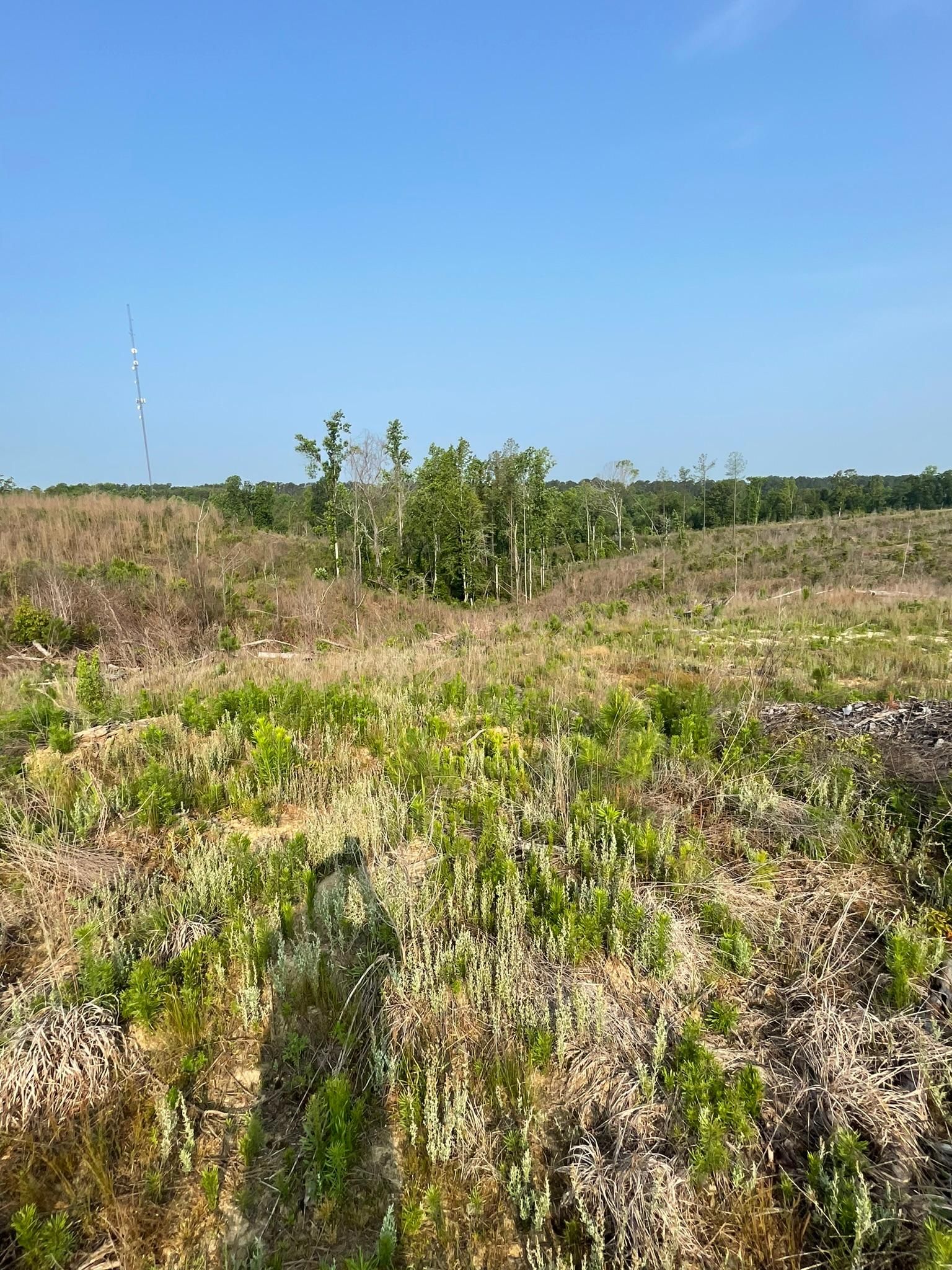 County Road 143, Carrollton, MS 38917 MLS 4050261 LandWatch