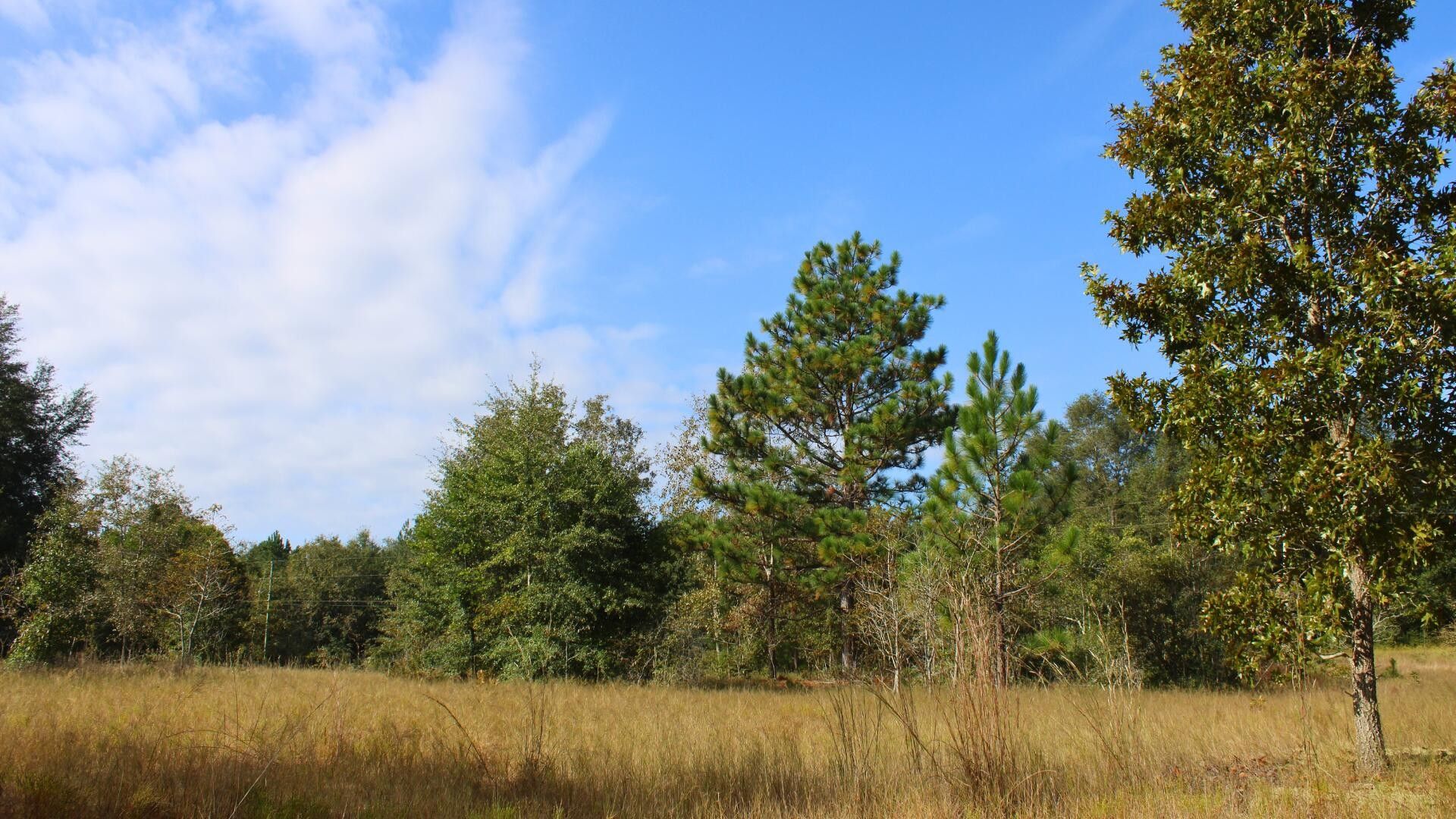 Williston, Aiken County, SC Undeveloped Land for sale Property ID