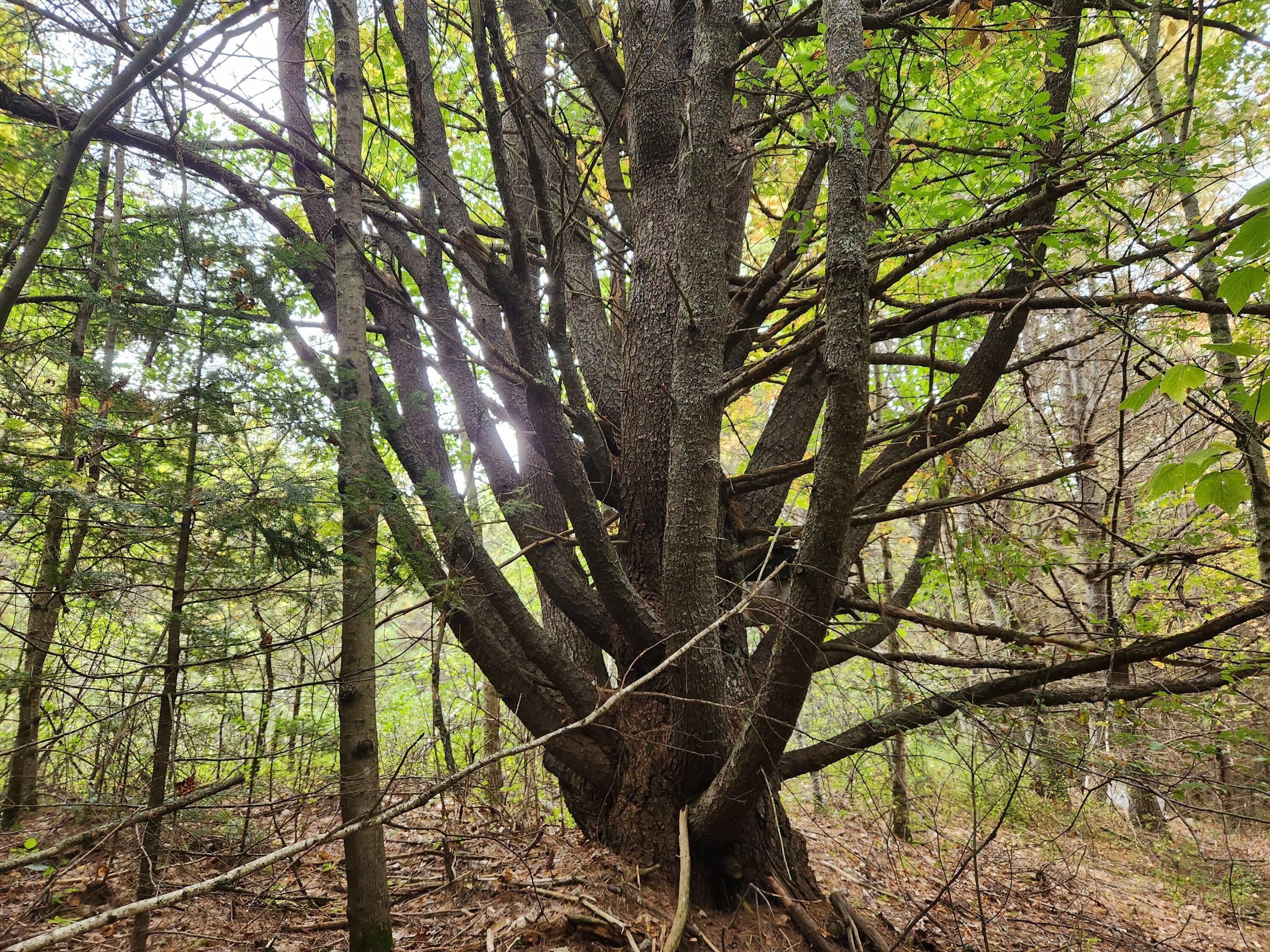 Oxford, Oxford County, ME Undeveloped Land for sale Property ID