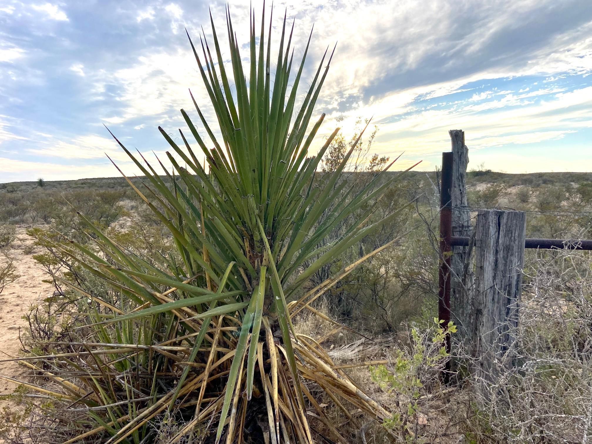 116 acres in Pumpville, TX, 78837 MLS Blue Sky Ranch LandWatch