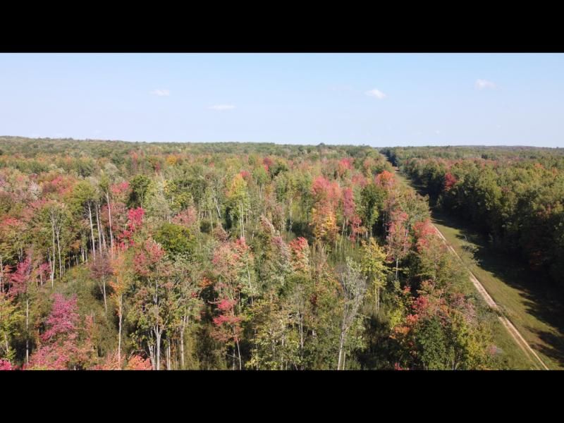 Lake, Clare County, MI Recreational Property, Undeveloped Land, Hunting