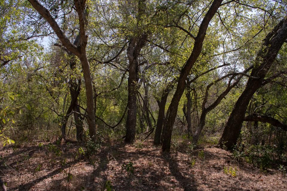 10 acres in Beeville, TX, 78102 LandWatch