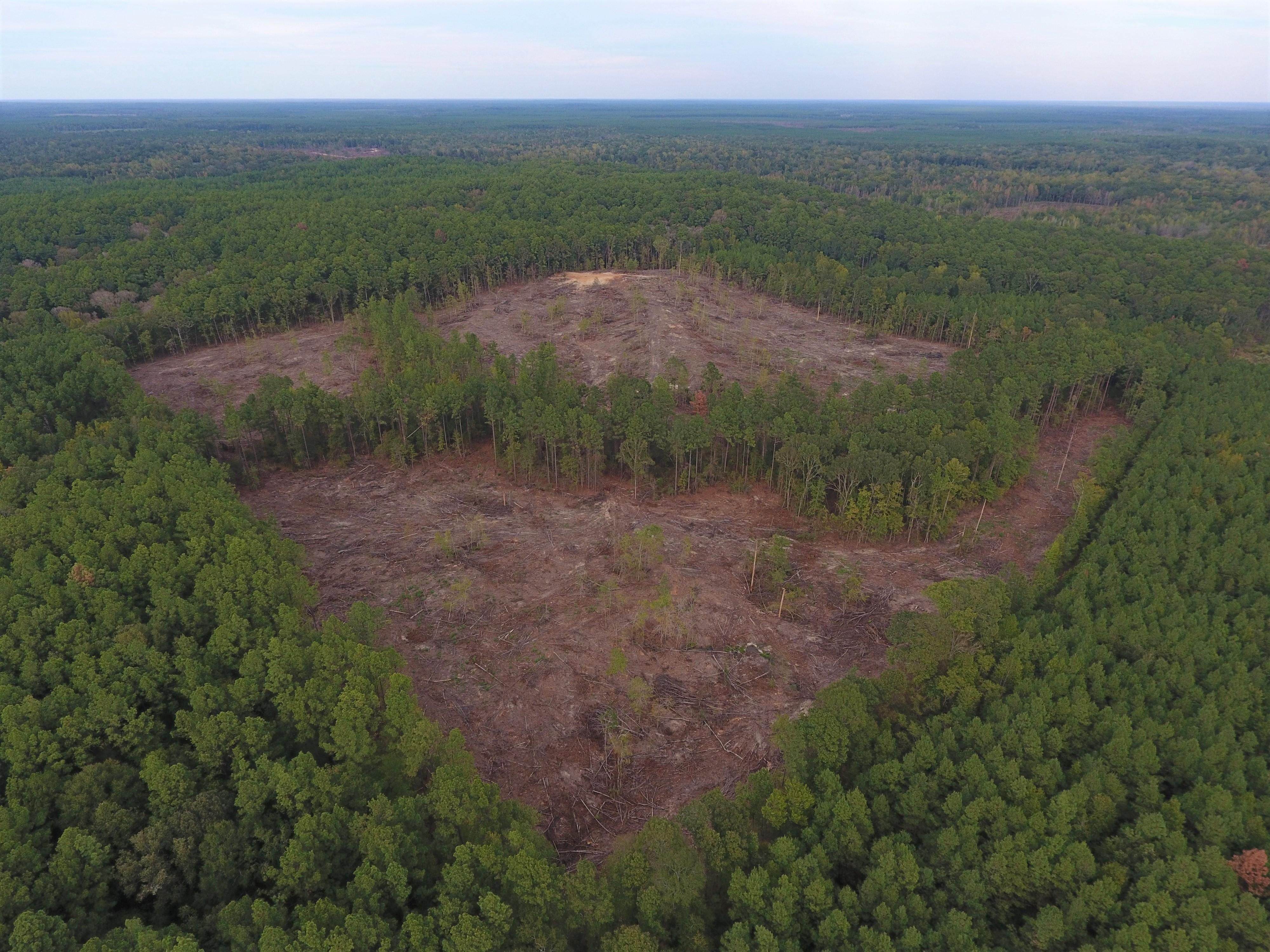 Winnfield, Winn Parish, LA Recreational Property, Timberland Property, Hunting Property for sale