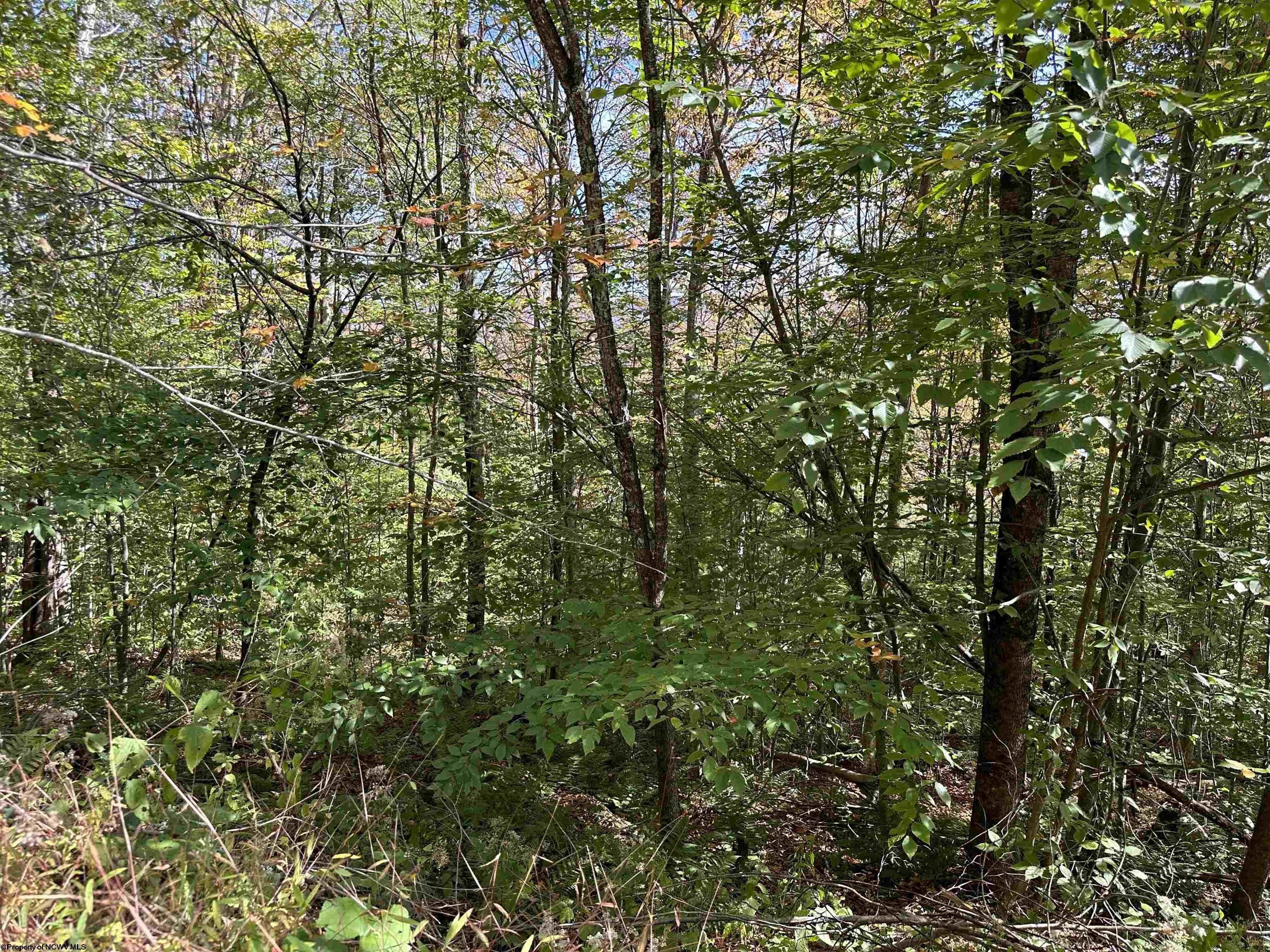 Davis, Tucker County, WV Undeveloped Land, Homesites for sale Property ID 417960930 LandWatch