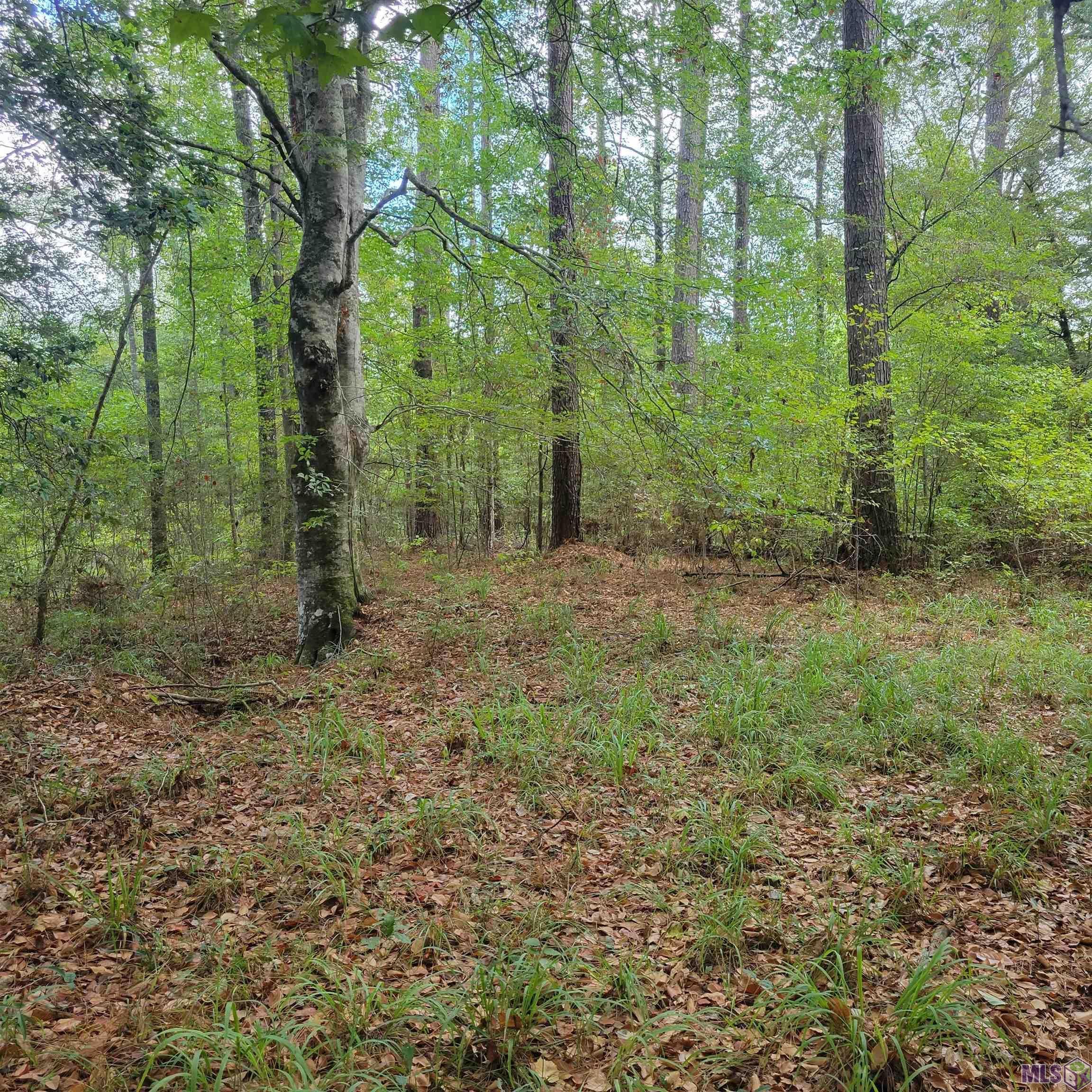Saint Francisville, West Feliciana Parish, LA Timberland Property