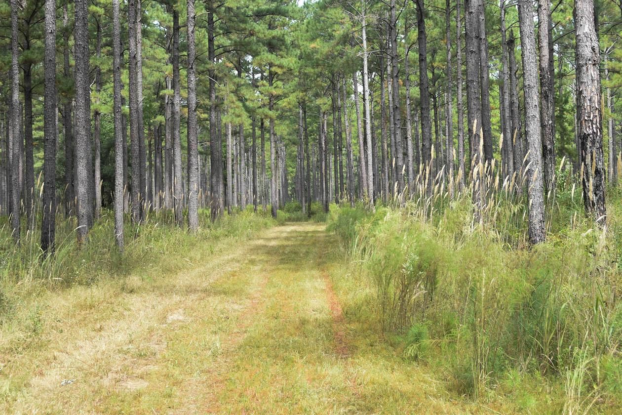 Calhoun County, GA Timberland Property, Hunting Property