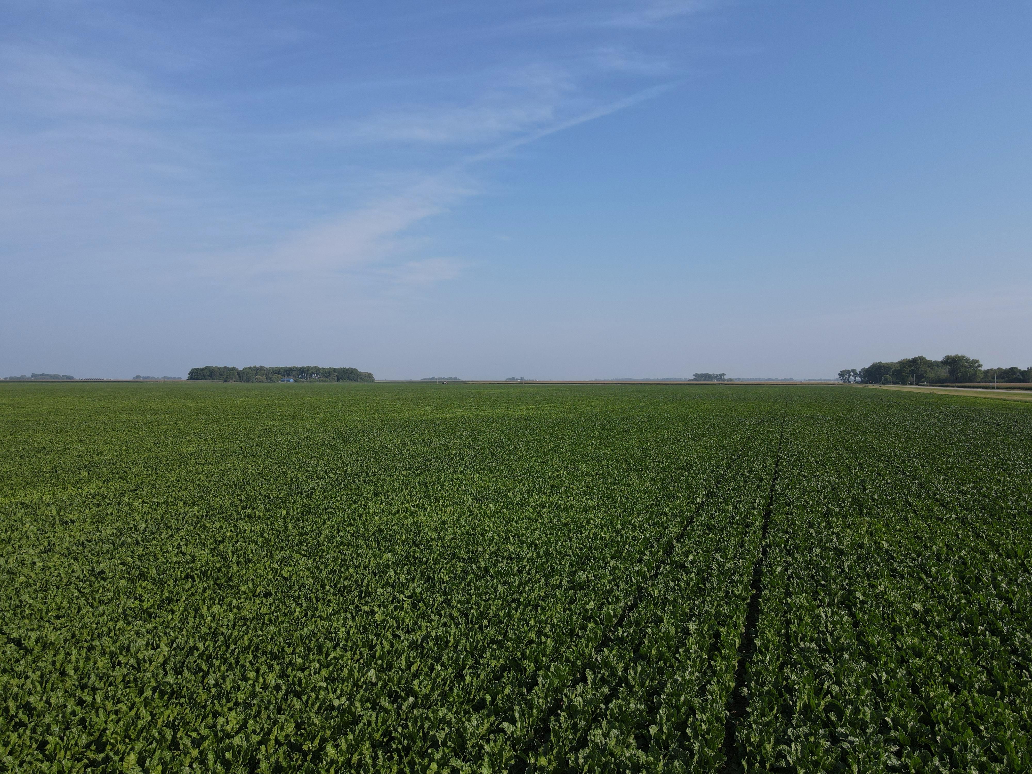 Ada, Norman County, MN Farms and Ranches for auction Property ID