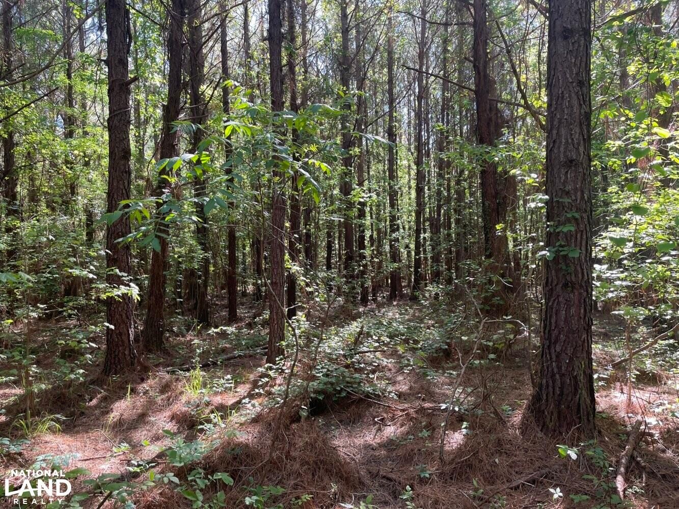 Eutaw, Greene County, AL Recreational Property, Timberland Property