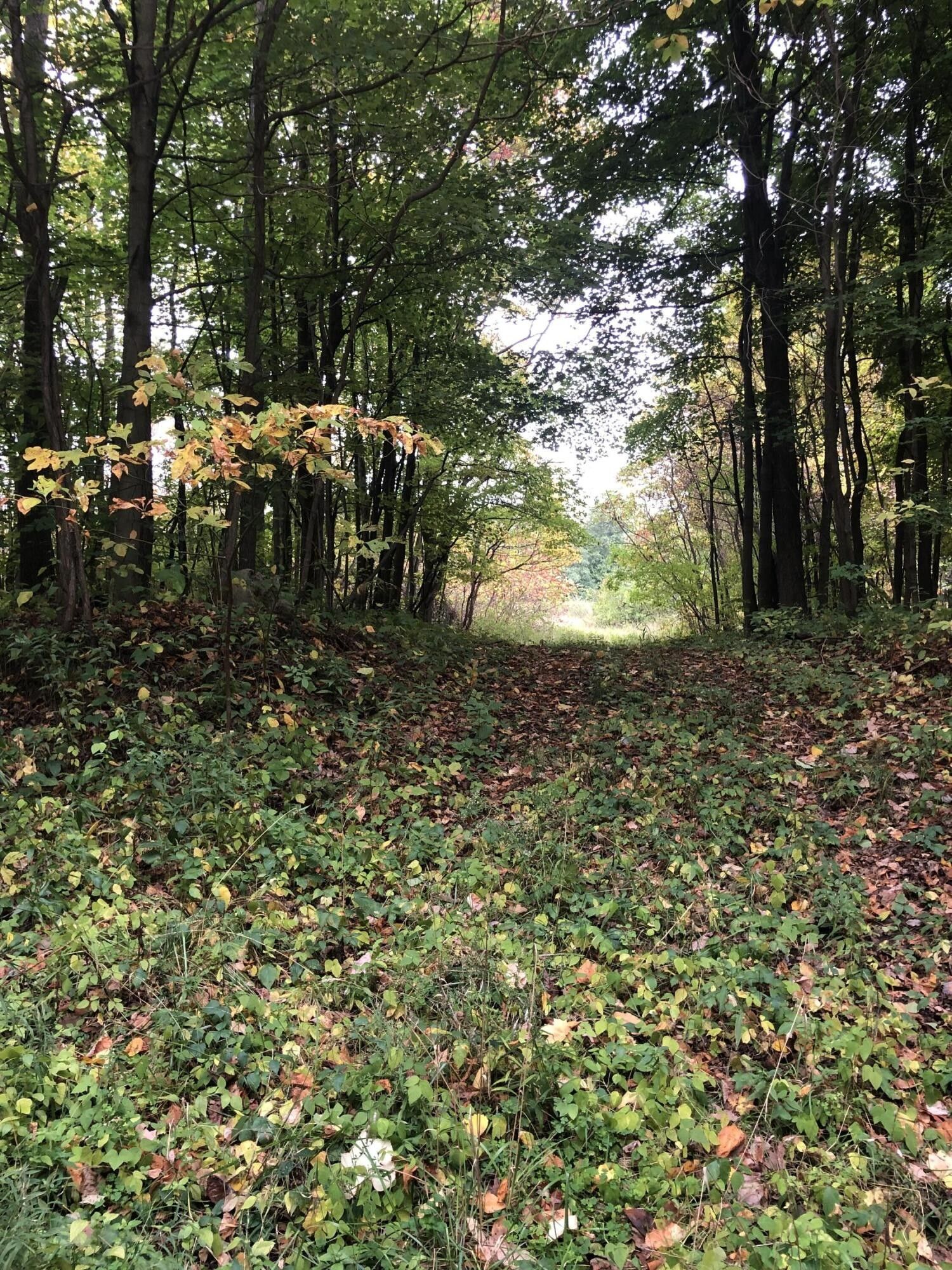 Grand Junction, Van Buren County, MI Undeveloped Land for sale Property