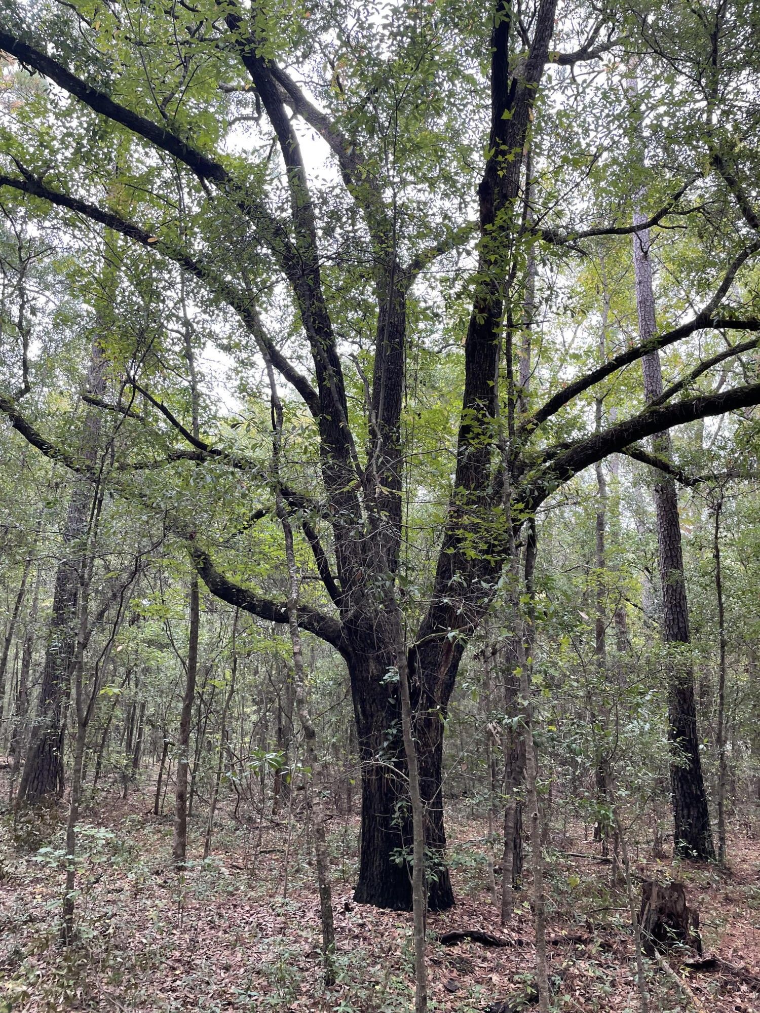 Shulerville, Berkeley County, SC Undeveloped Land for sale Property ID 417991949 LandWatch