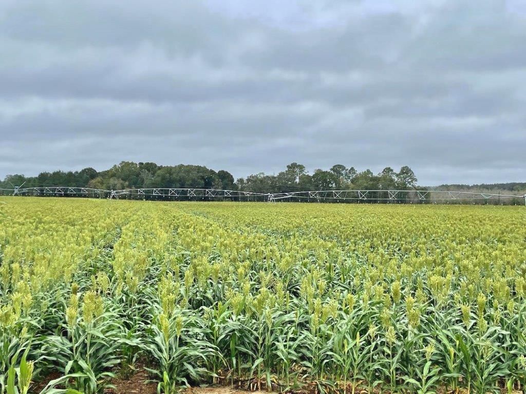 1538 Quail Run Road, Ashburn, GA 31714 MLS 20153107 LandWatch