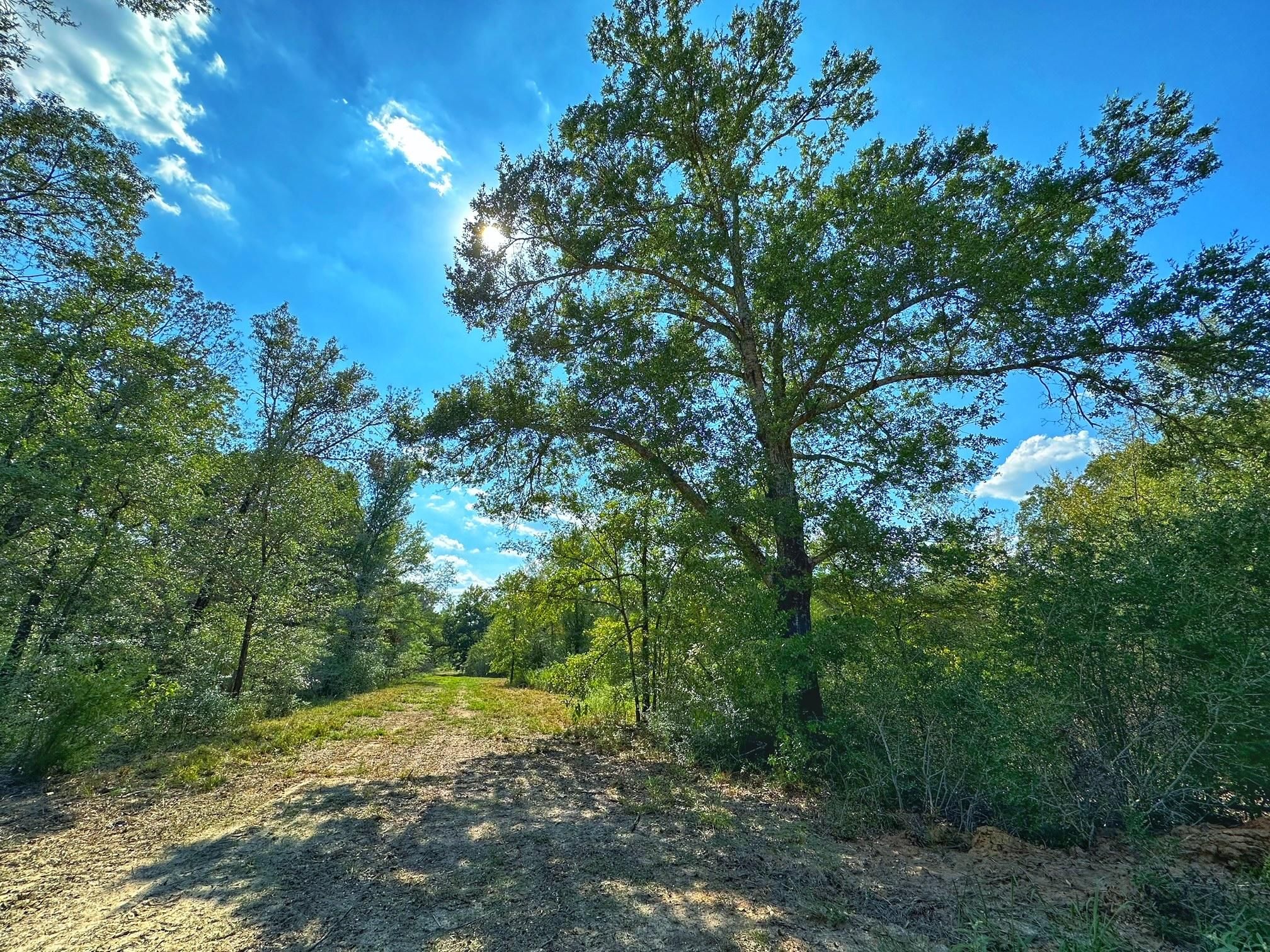 Oakwood, Leon County, TX Recreational Property, Hunting Property for