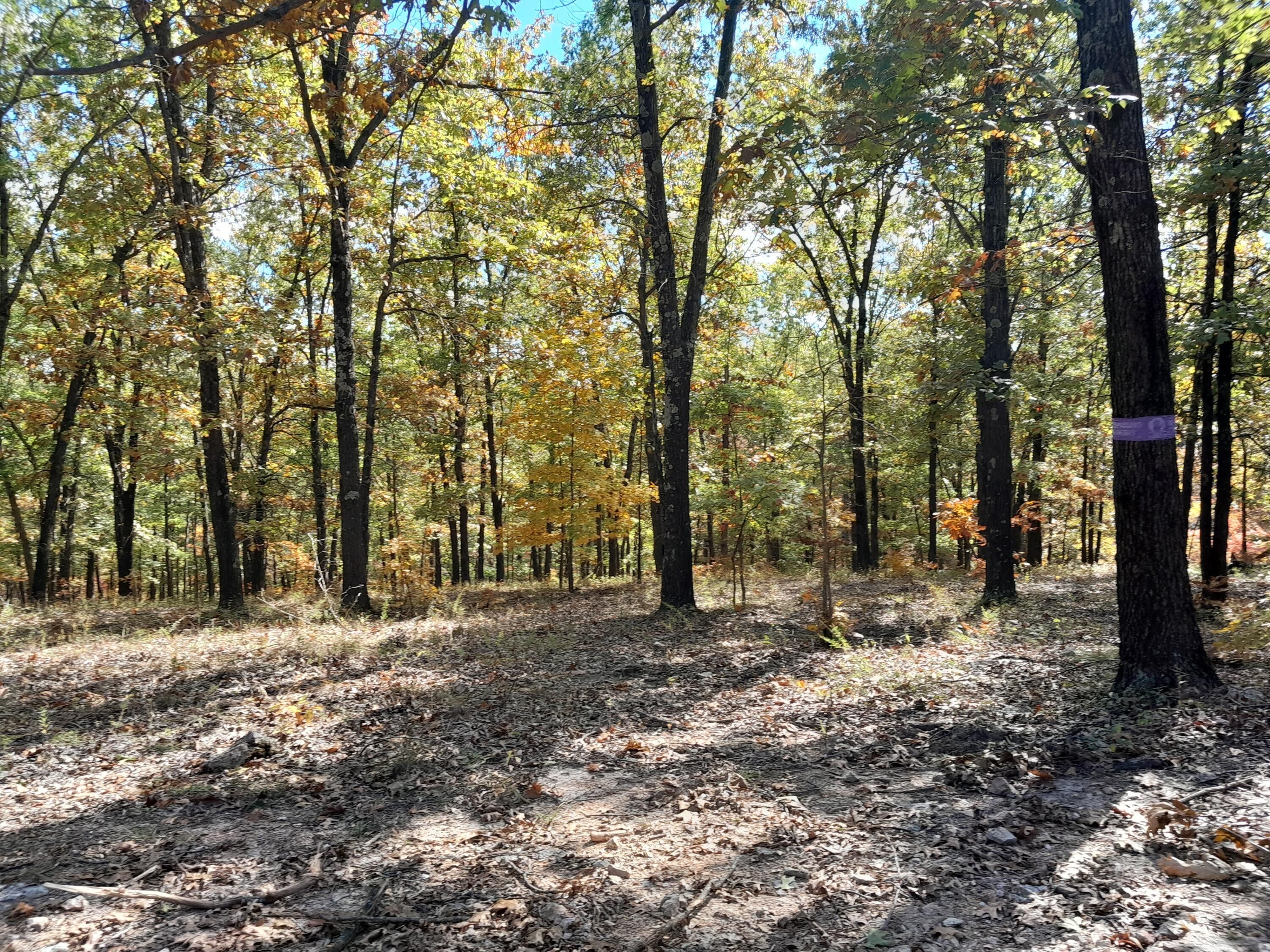 Lebanon, Dallas County, MO Undeveloped Land for sale Property ID