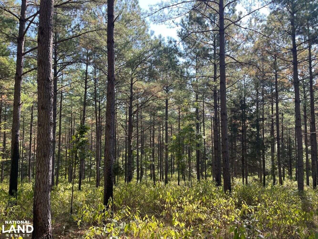 Vernon, Lamar County, AL Recreational Property, Timberland Property