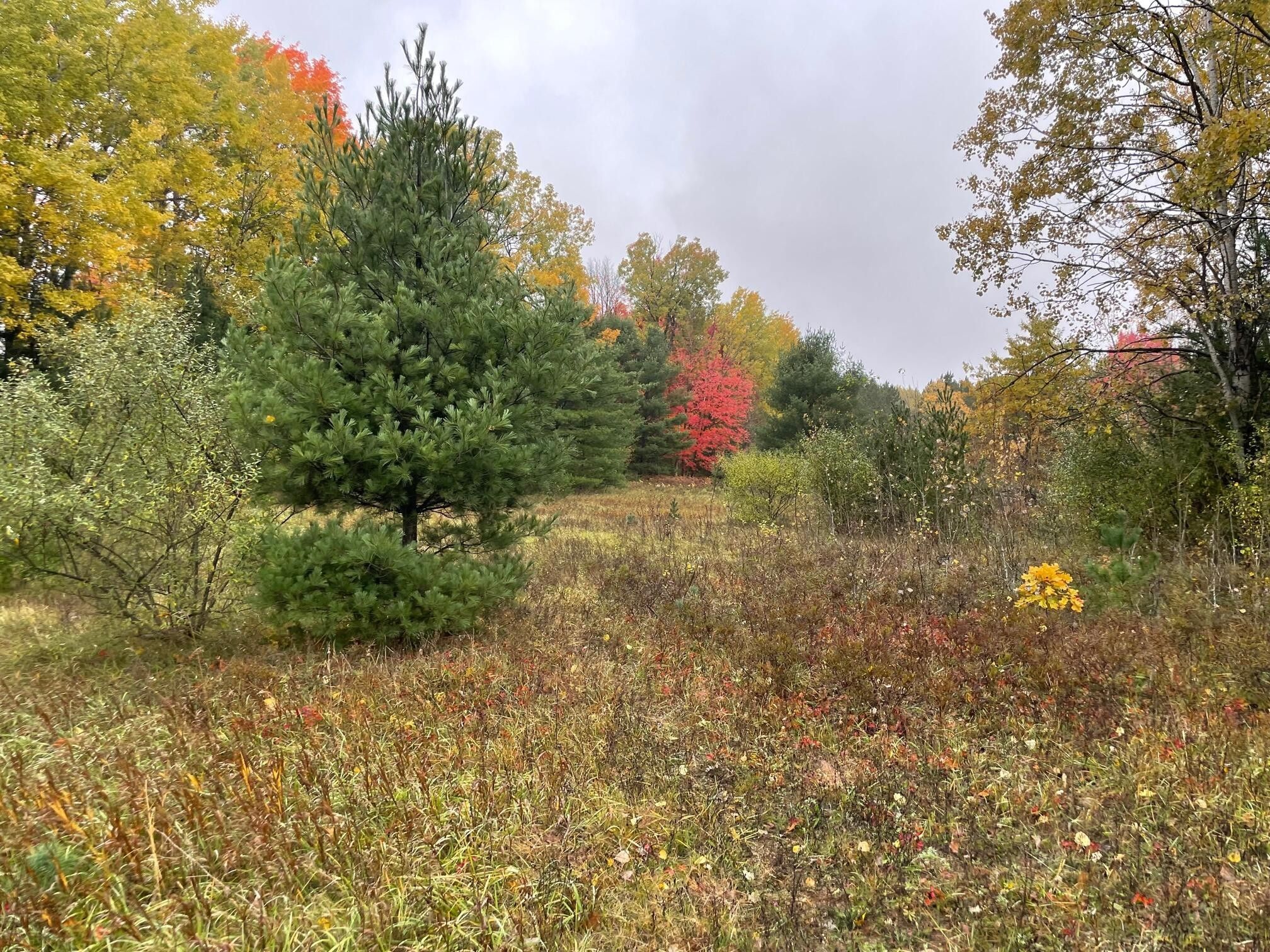 Wellston, Manistee County, MI Undeveloped Land for sale Property ID