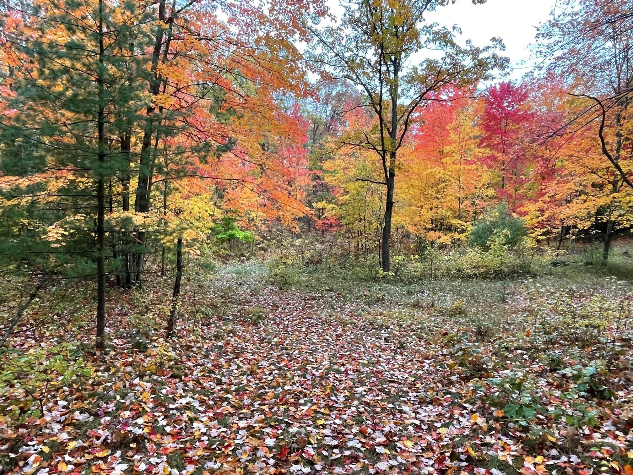 Wellston, Manistee County, MI Undeveloped Land for sale Property ID