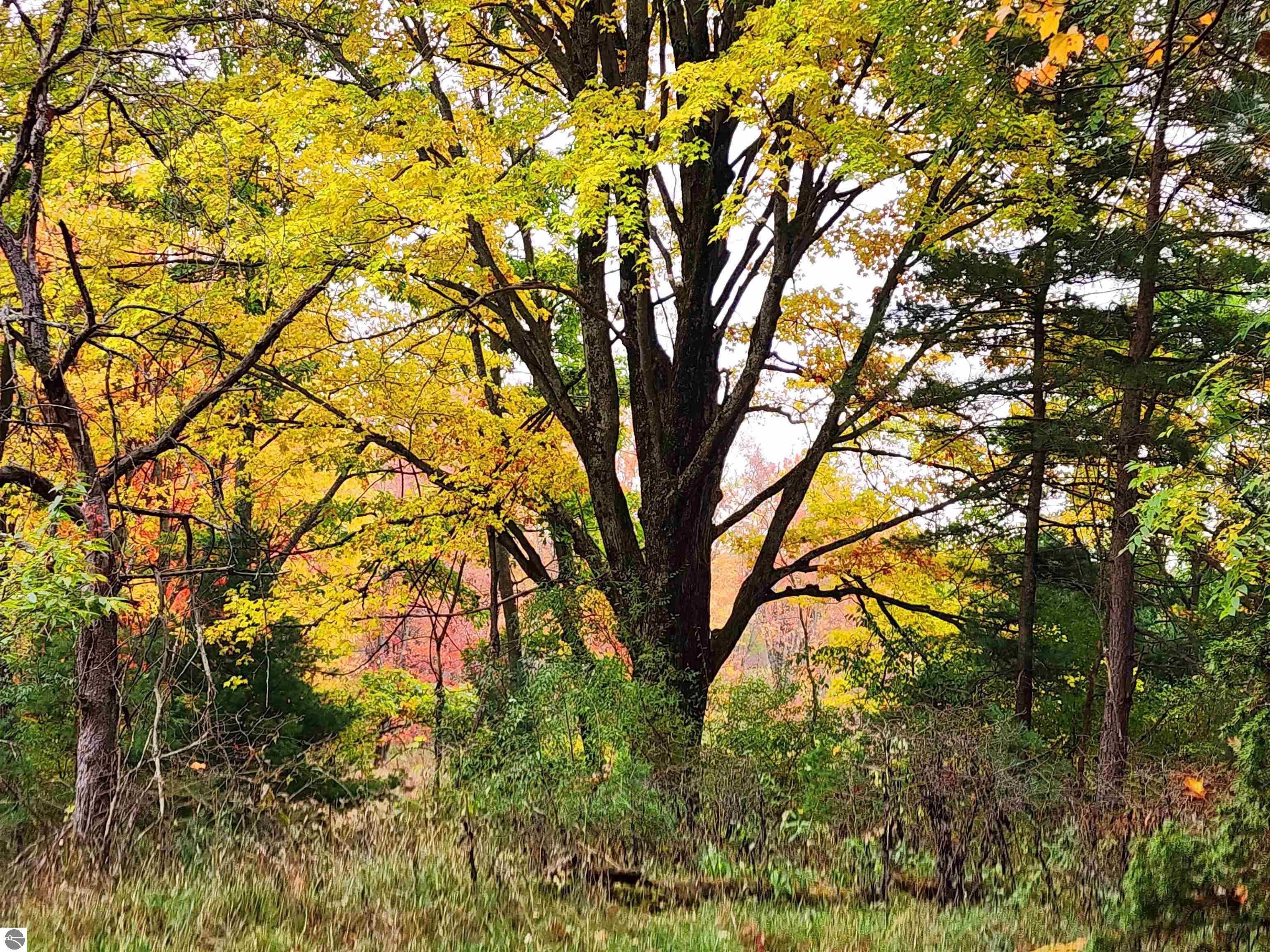 Kaleva, Manistee County, MI Undeveloped Land for sale Property ID