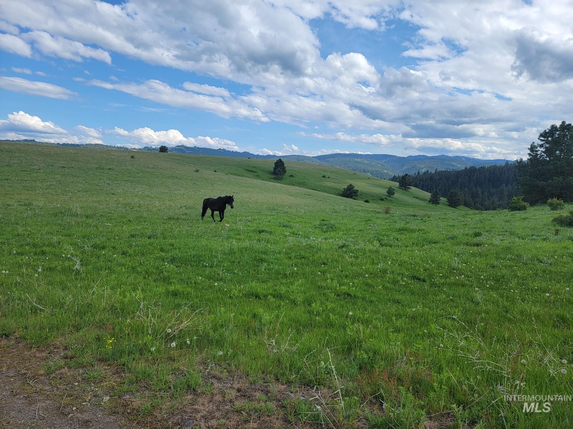 Cottonwood, Idaho County, ID Undeveloped Land for sale Property ID