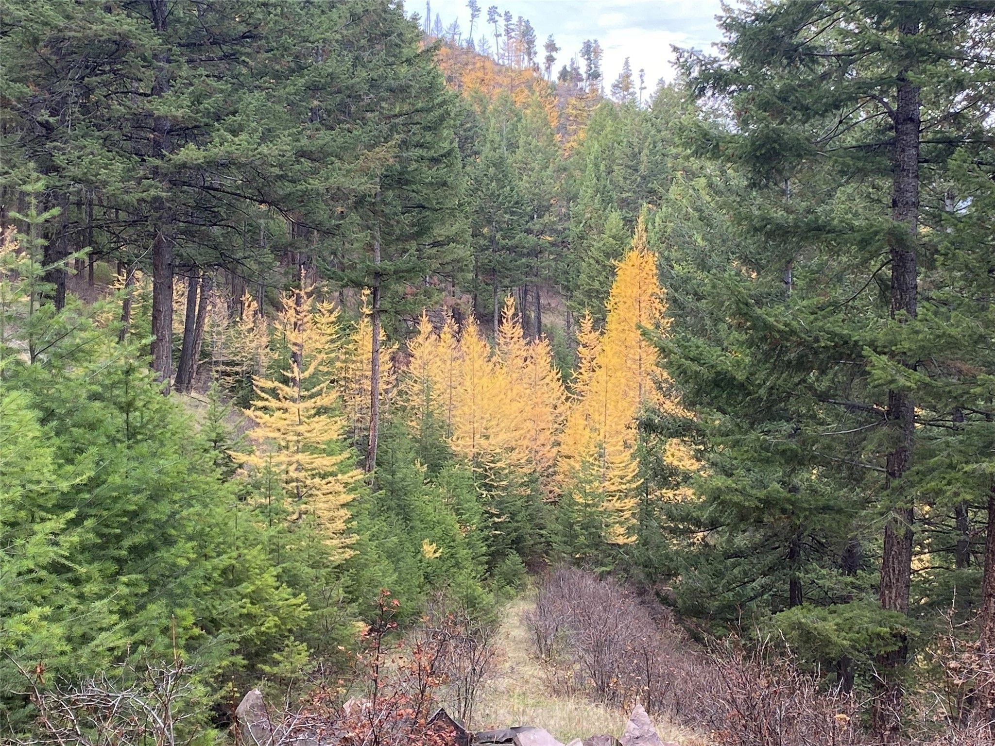 Missoula, Missoula County, MT Undeveloped Land for sale Property ID