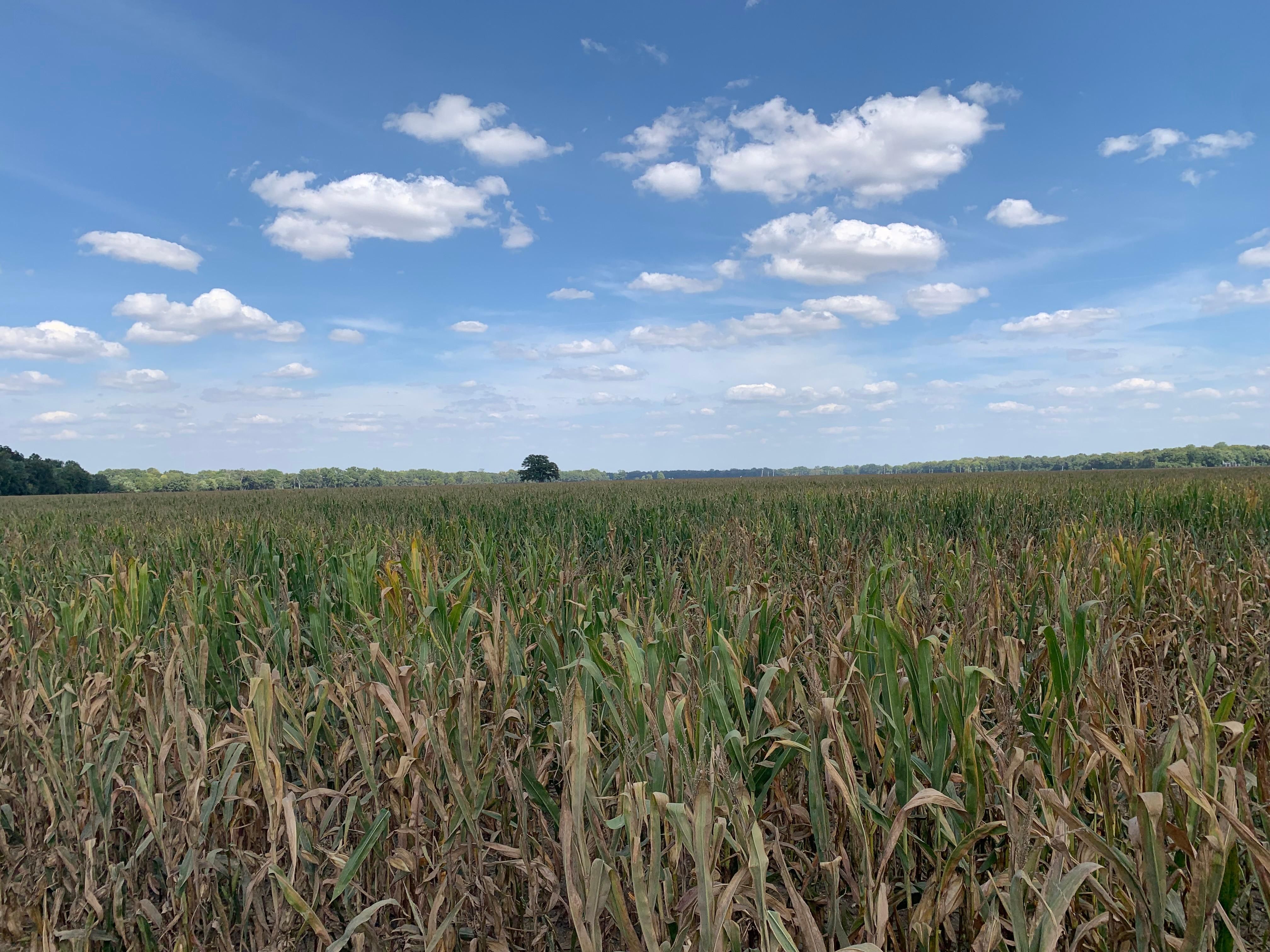 40 acres in Grayville, IL, 62844 LandWatch