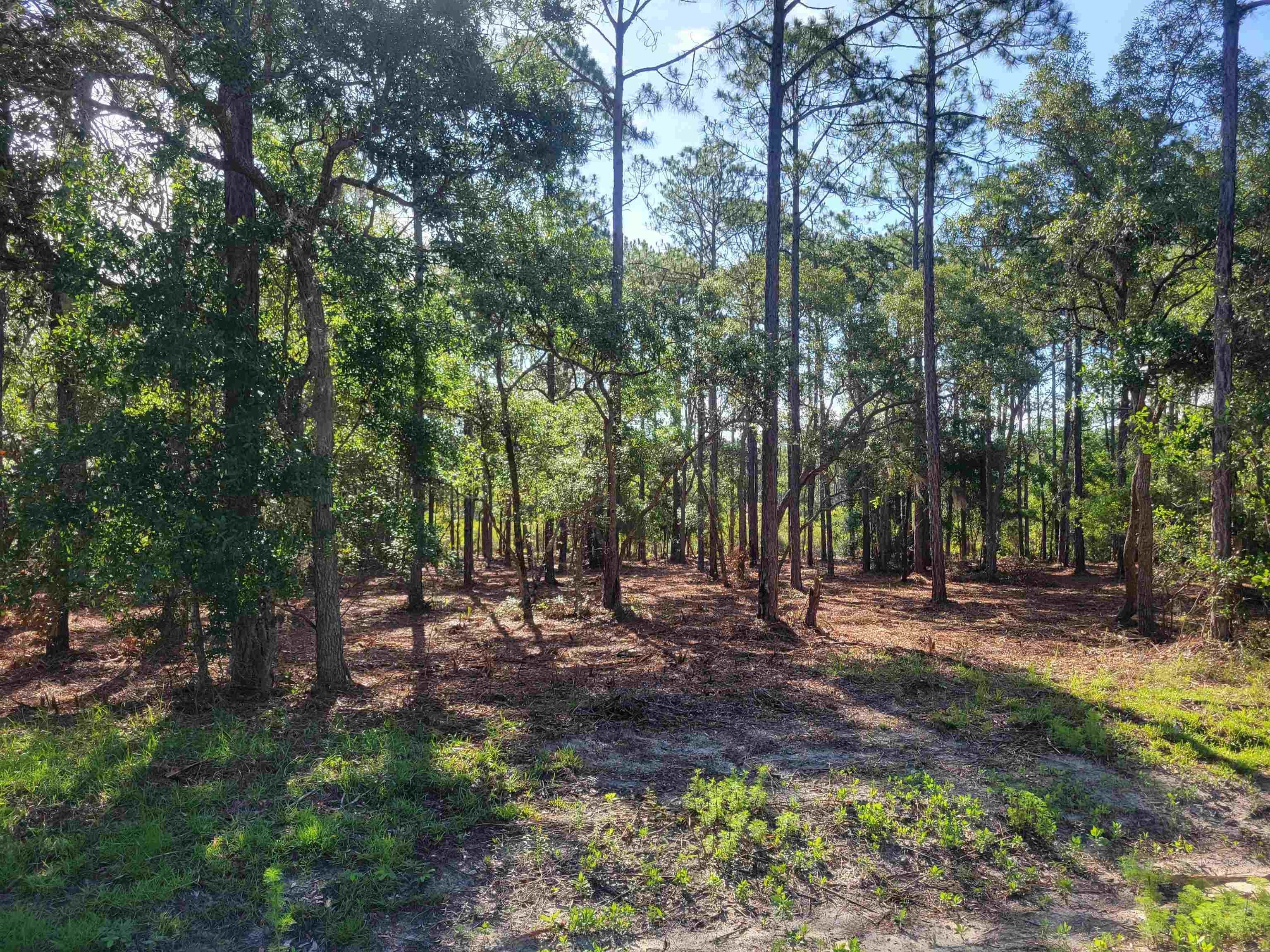 Alligator Point, Wakulla County, FL Undeveloped Land, Homesites for